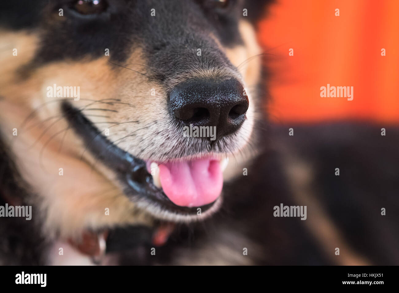 Nahaufnahme der Nase des Hundes - (Tiefenschärfe) Stockfoto