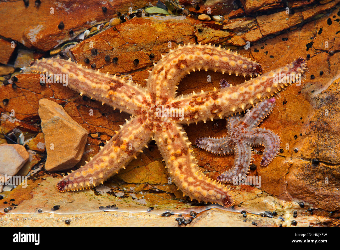 Bunten gelben Seestern in einem Rock Pool, Südafrika Stockfoto