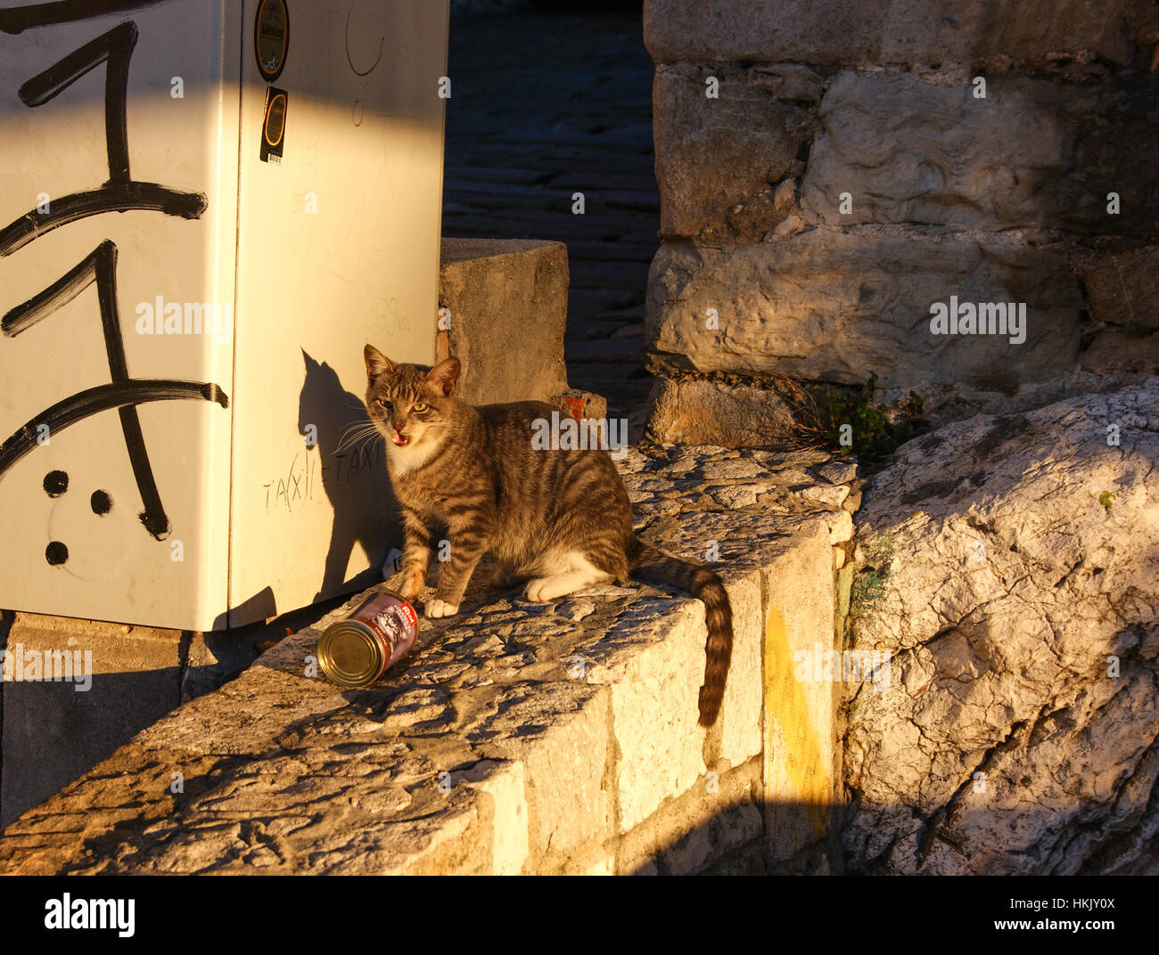 Straßenkatze in Split Stockfoto