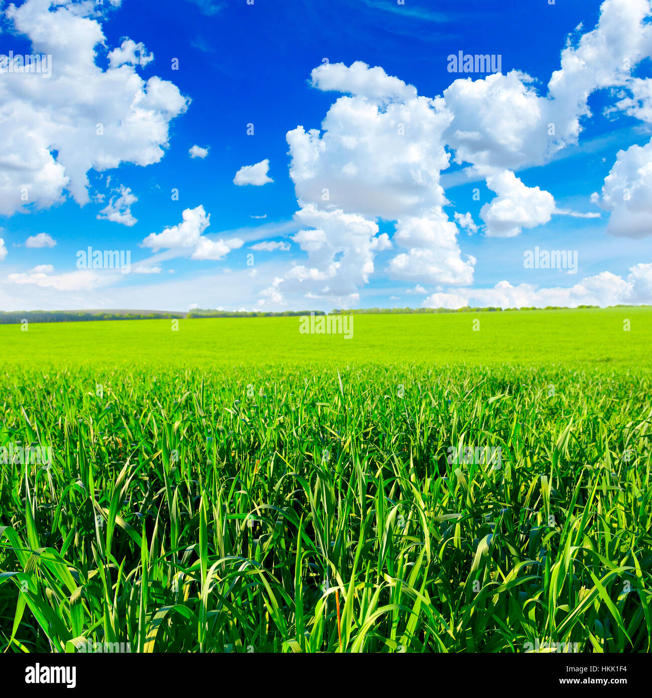 Frühlingswiese und blauer Himmel Stockfoto