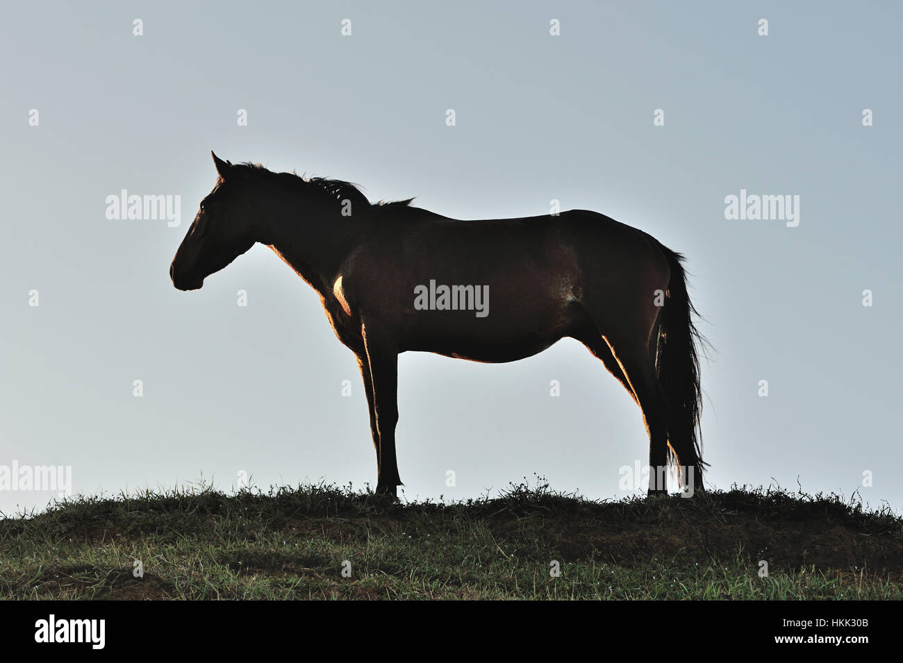 Braun stehend Pferd-Profil auf blauen Himmelshintergrund Stockfoto