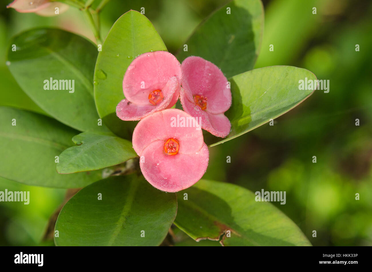 Blüten rosa die taufrischen Stockfoto