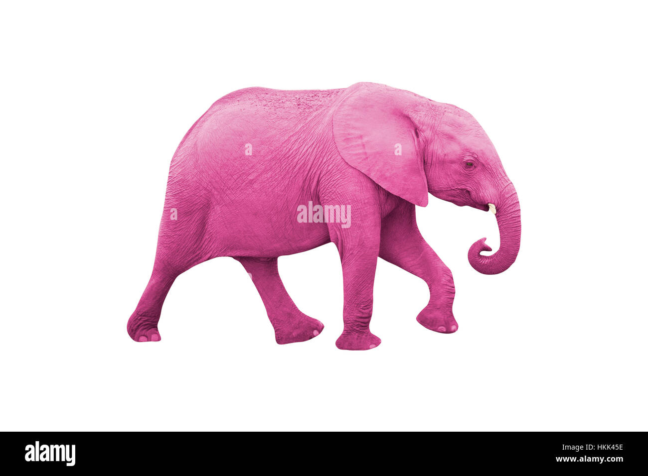 Rosa Elefant Stockfoto