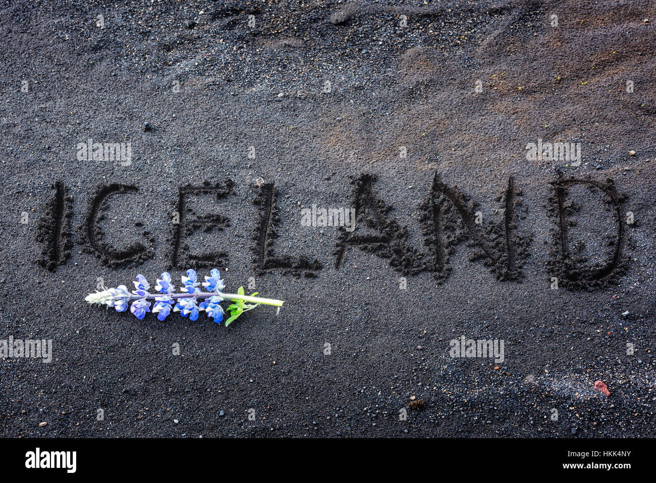 Wort "Island" mit lupine Blüte auf schwarzem sand Stockfoto