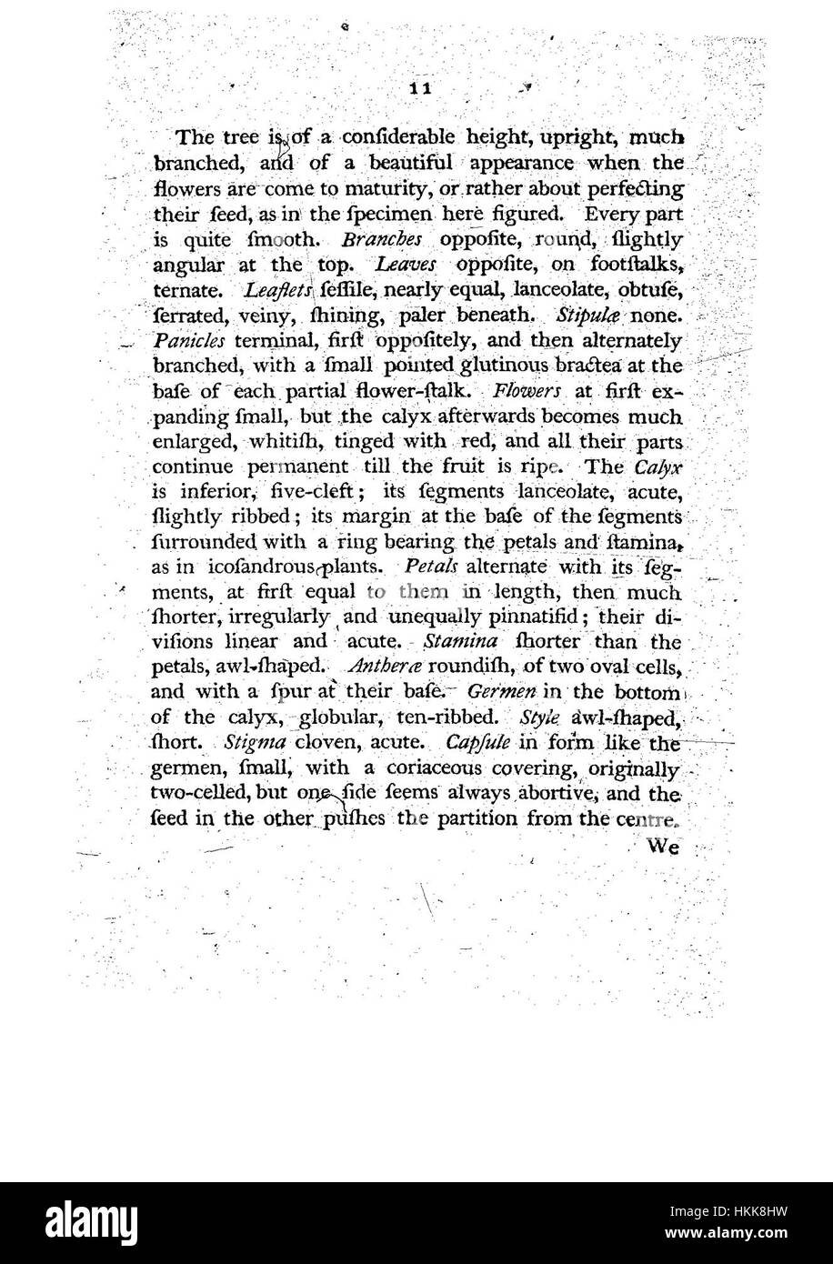 Diese botanische Illustration aus dem 18. Jahrhundert zeigt ein Exemplar aus der „Botanik von New Holland“, das einheimische Pflanzen Australiens zeigt. Sie unterstreicht das frühe europäische Interesse an der Flora des australischen Kontinents. Stockfoto