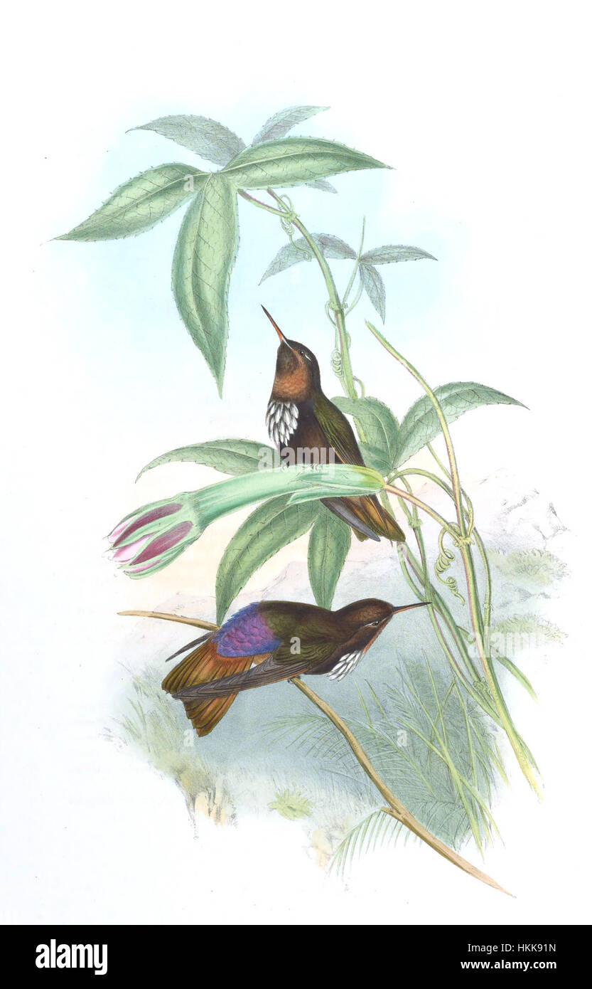 Eine Illustration von John Gould von Aglaeactis castelneaui, einer Kolibri-Art, die in Südamerika gefunden wurde. Goulds detailreiche Arbeit zeigt das lebendige Gefieder und die zarten Merkmale des Vogels und unterstreicht seine Fähigkeiten als Ornithologe und Naturforscher. Die Illustration ist ein gutes Beispiel für wissenschaftliche Illustration des 19. Jahrhunderts, die Kunst und Wissenschaft in der Darstellung von Wildtieren vereint. Stockfoto