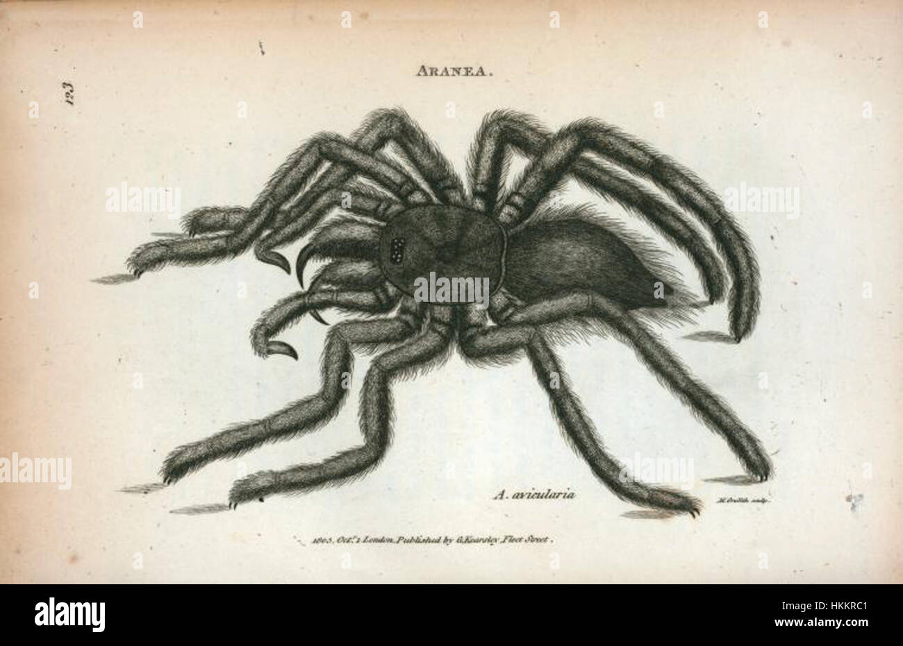 Diese Abbildung aus dem Jahr 1805 zeigt Aranea avicularia, allgemein bekannt als Pinktoe-Tarantel. Das Kunstwerk zeigt die detaillierte Anatomie der Spinne, die sich durch ihre markanten rosafarbenen Schattierungen an den Beinen und ihren großen, behaarten Körper auszeichnet. Das Stück ist ein frühes Beispiel für wissenschaftliche Illustrationen, die zur Dokumentation von Arachniden verwendet werden. Stockfoto
