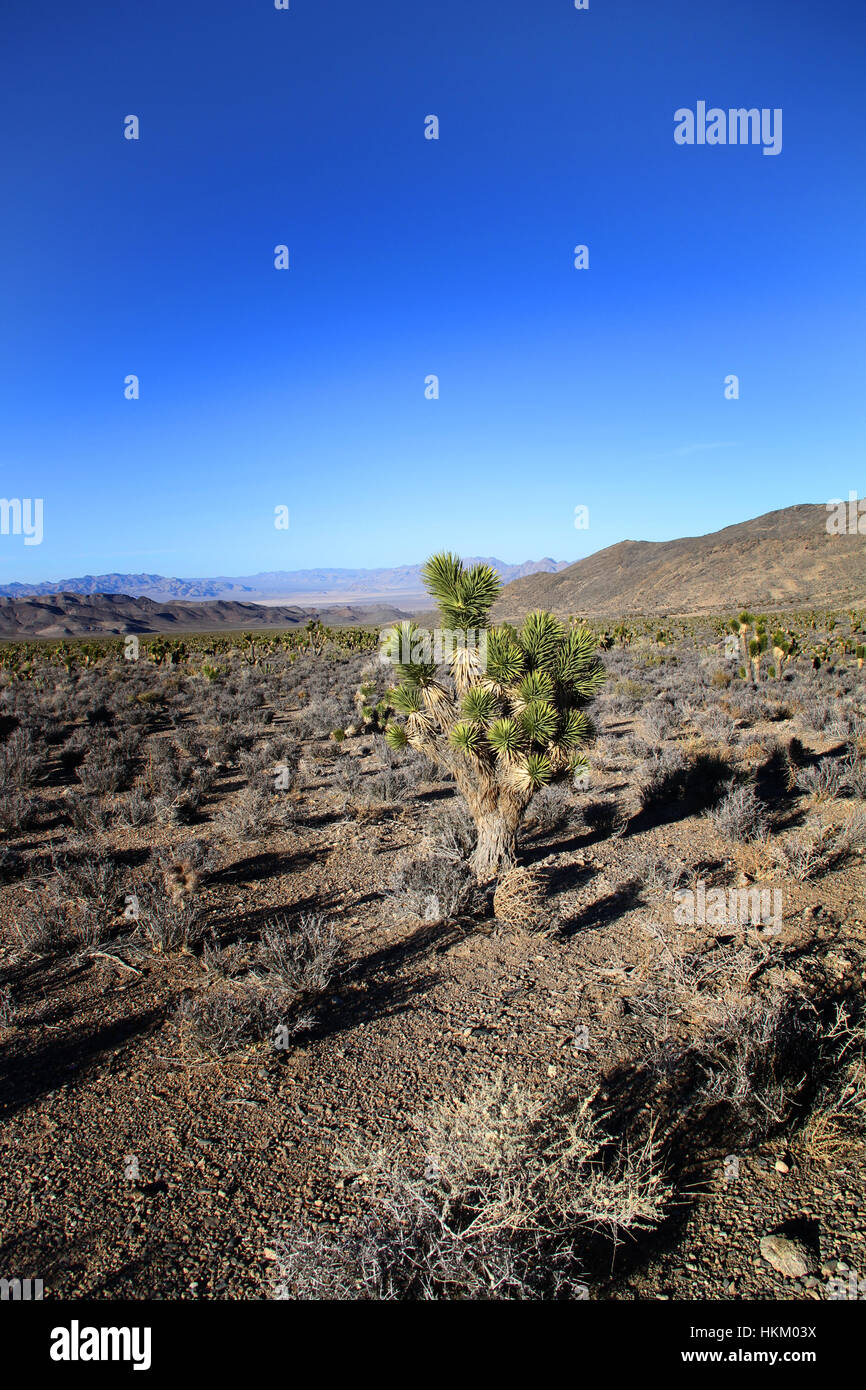 Ein einsamer Josuha Baum in der Wüste von Nevada. Stockfoto