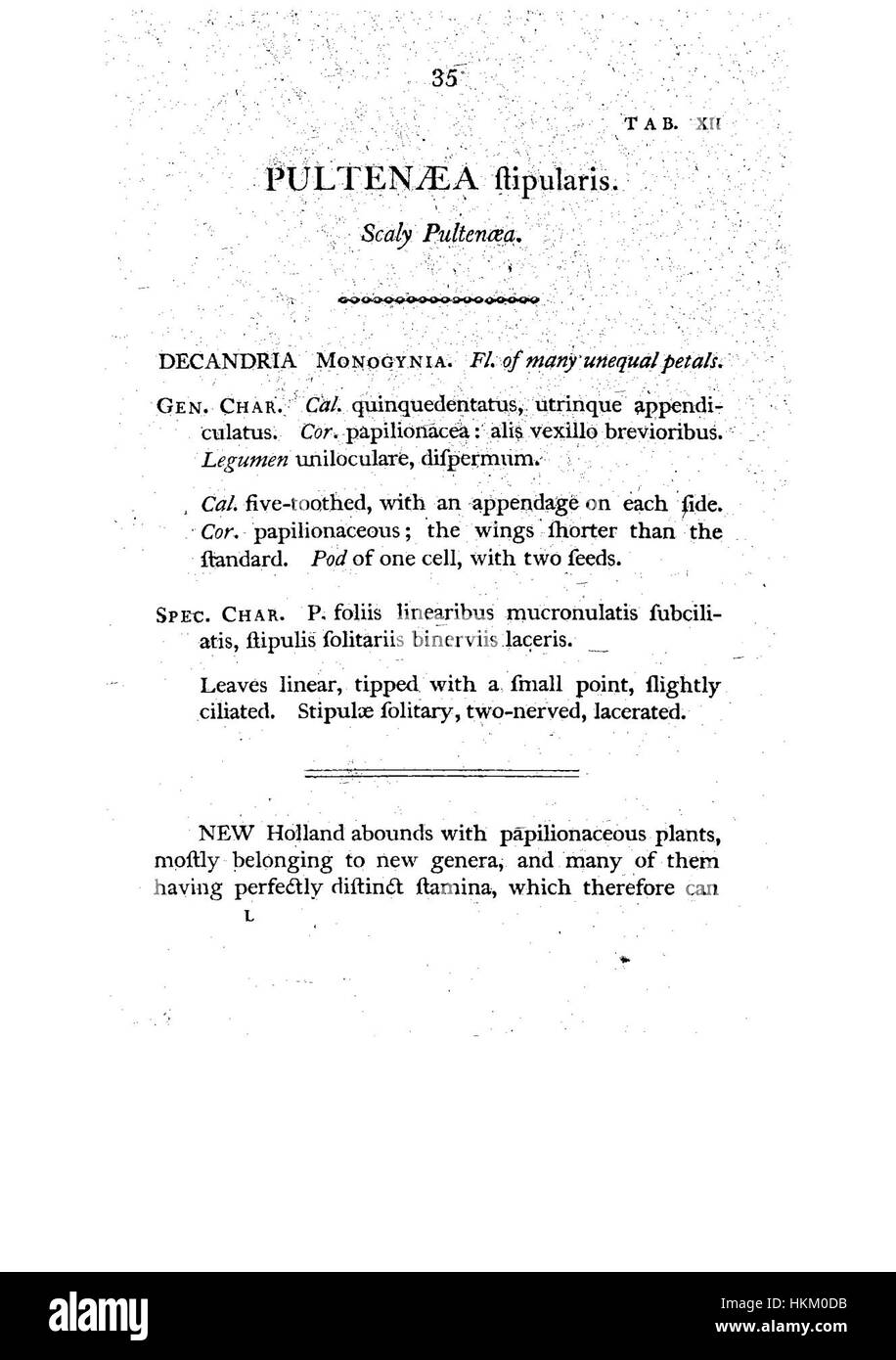 Dieses Kunstwerk mit dem Titel „Ein Exemplar der Botanik von New Holland“ zeigt eine Pflanzenart aus der Region New Holland, heute Australien. Es zeigt frühe botanische Studien und spiegelt die wissenschaftliche und künstlerische Erforschung der Flora aus dem 18. Und 19. Jahrhundert wider. Stockfoto