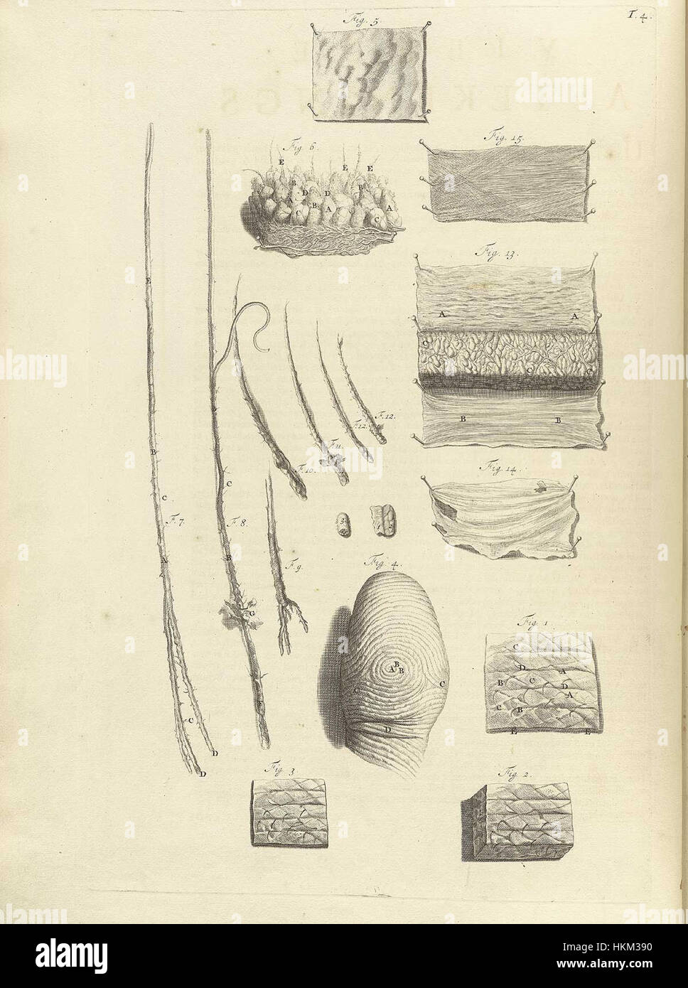 Dieses 1690 von Bidloo vorgestellte Kunstwerk mit dem Titel „Ontleding“ zeigt eine anatomische Studie. Es veranschaulicht die detaillierte wissenschaftliche und künstlerische Erforschung der menschlichen Anatomie und verbindet Kunst mit medizinischer Studie. Die Gravur spiegelt die genaue Kenntnis des menschlichen Körpers während dieser Zeit wider und dient als wichtiges historisches Dokument sowohl in der medizinischen als auch in der künstlerischen Welt. Stockfoto