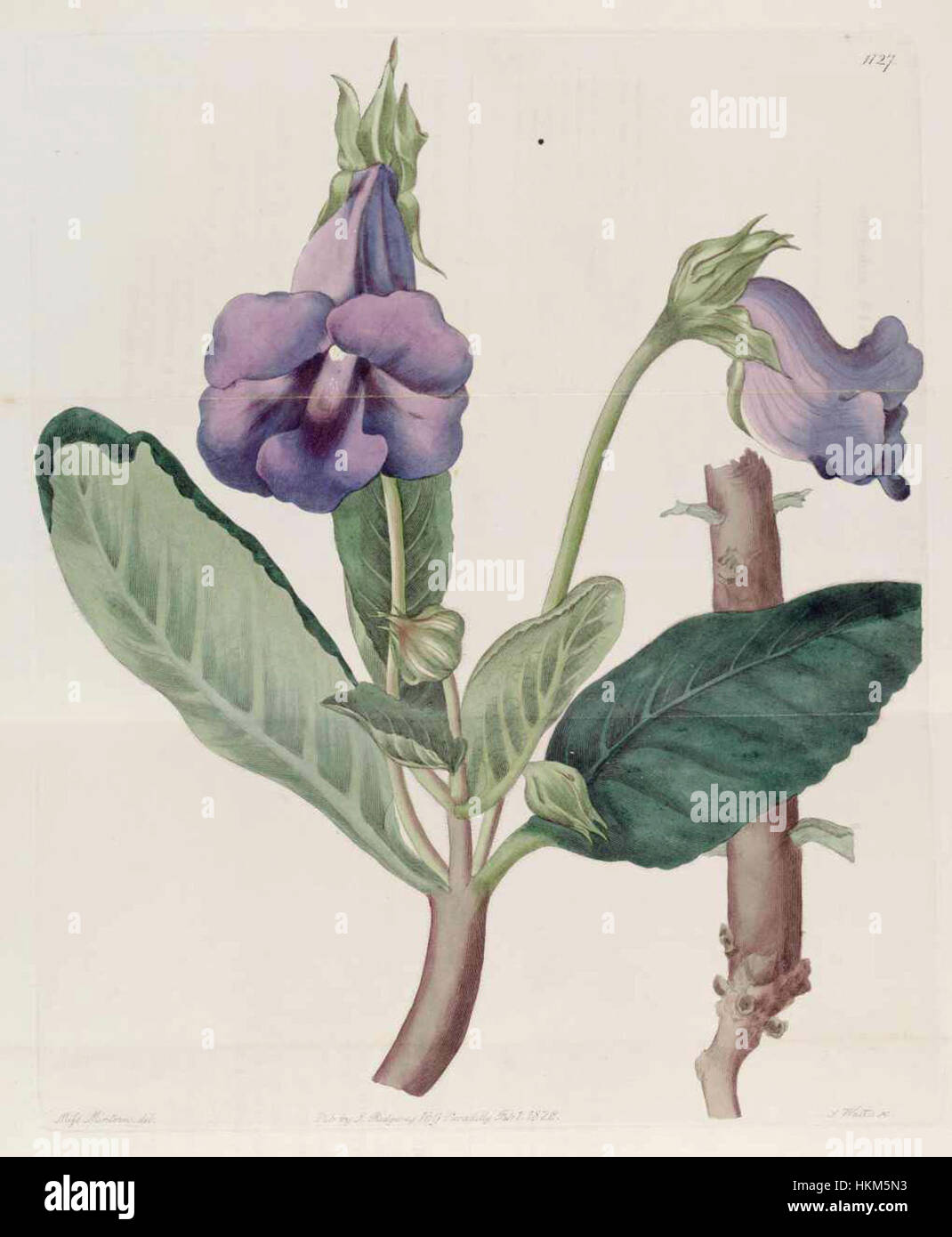 „Sinningia speciosa“ ist in diesem Kunstwerk dargestellt und zeigt die lebendigen Blüten der Pflanze. Das Ölgemälde betont die komplizierten Details und hellen Farben der Art, ein wahres Meisterwerk der botanischen Kunst. Stockfoto