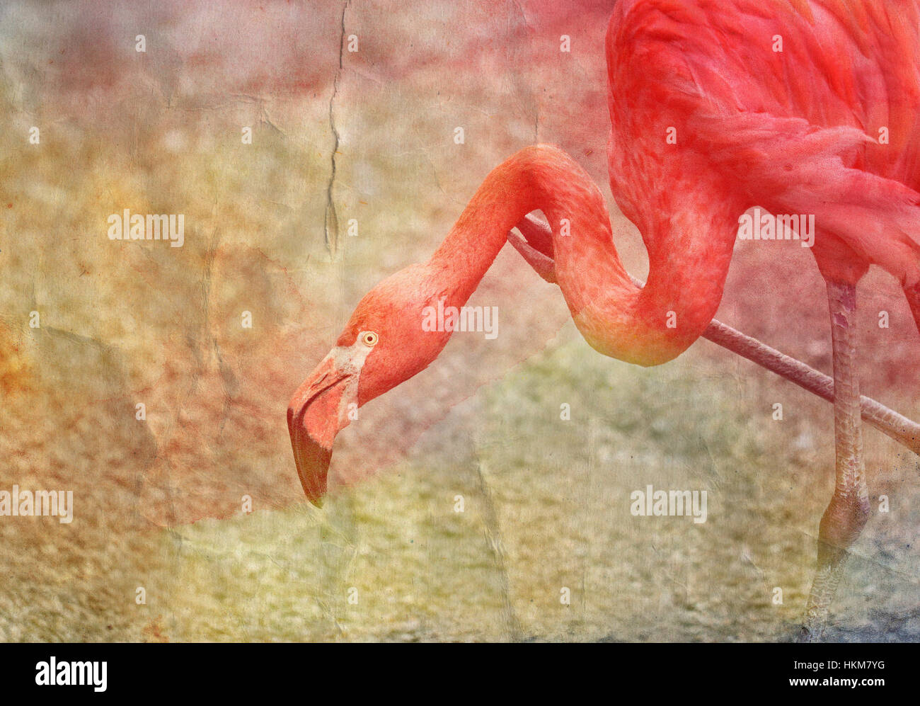 Fotos hell Aquarell Hintergrund mit roten flamingos Stockfoto