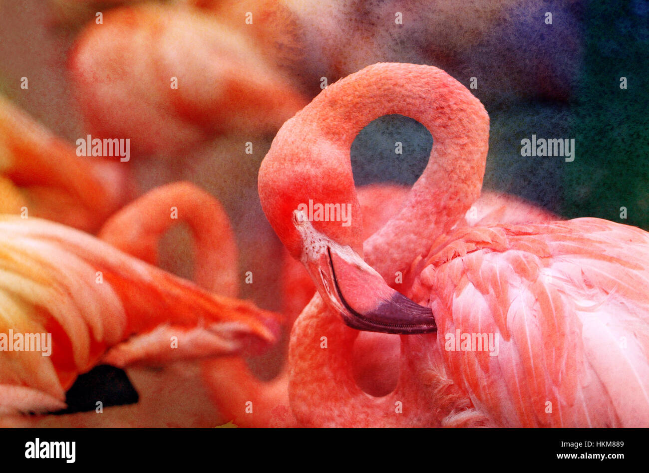 Fotos hell Aquarell Hintergrund mit roten flamingos Stockfoto