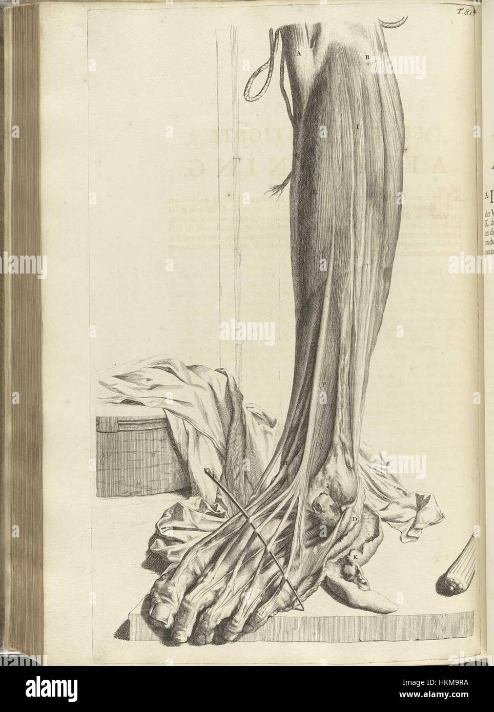 „Bidloo Ontleding 1690 81“ bezieht sich auf eine medizinische Illustration aus dem 17. Jahrhundert, die Teil einer Sammlung des niederländischen Arztes und Künstlers Govard Bidloo ist. Diese Arbeit, die die menschliche Anatomie darstellt, spiegelt die Fortschritte des wissenschaftlichen Verständnisses des menschlichen Körpers während dieser Zeit wider und ist ein wertvoller Beitrag zur Geschichte der Medizin. Stockfoto