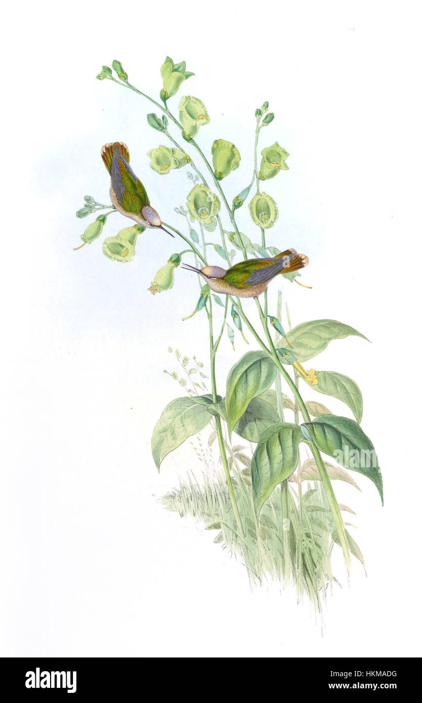 Anthocephala floriceps ist eine parasitäre Wespenart, die für ihr markantes Aussehen und ihre Rolle im Ökosystem bekannt ist. Diese detaillierte Abbildung zeigt die Eigenschaften des Insekts und gibt Einblick in seine Anatomie und seine ökologische Bedeutung bei der Bekämpfung von Schädlingsbeständen. Stockfoto