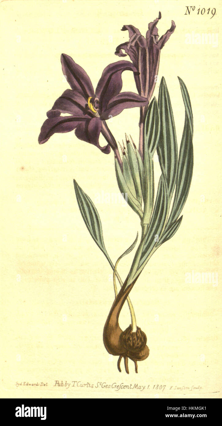 Babiana sambucina, ein botanisches Ölgemälde, fängt die beeindruckende Schönheit dieser südafrikanischen Blume ein, die für ihre lebendigen Farben und ihr kompliziertes Blumendesign bekannt ist. Stockfoto