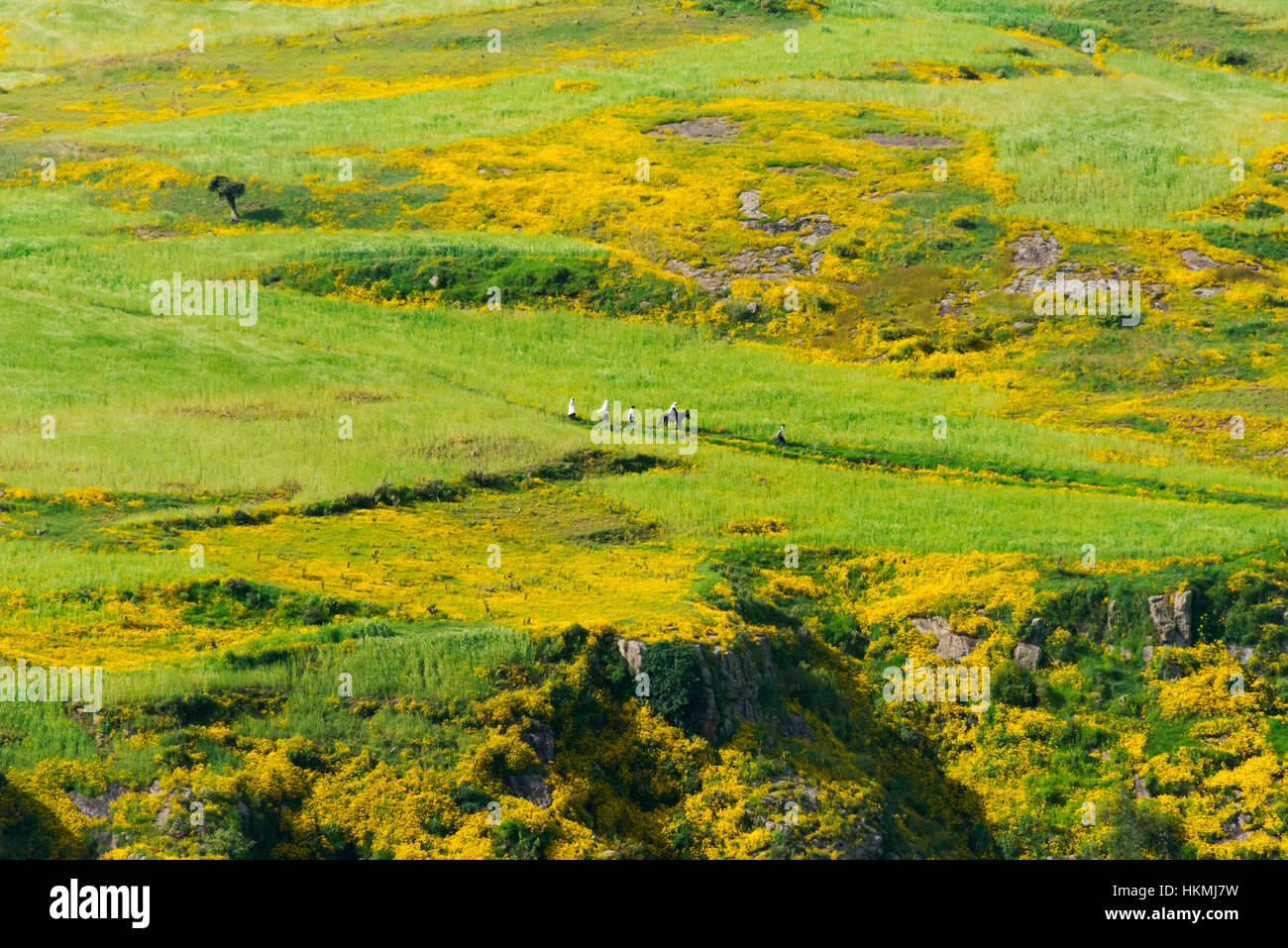 Ackerland in Simien Berge, Äthiopien Stockfoto