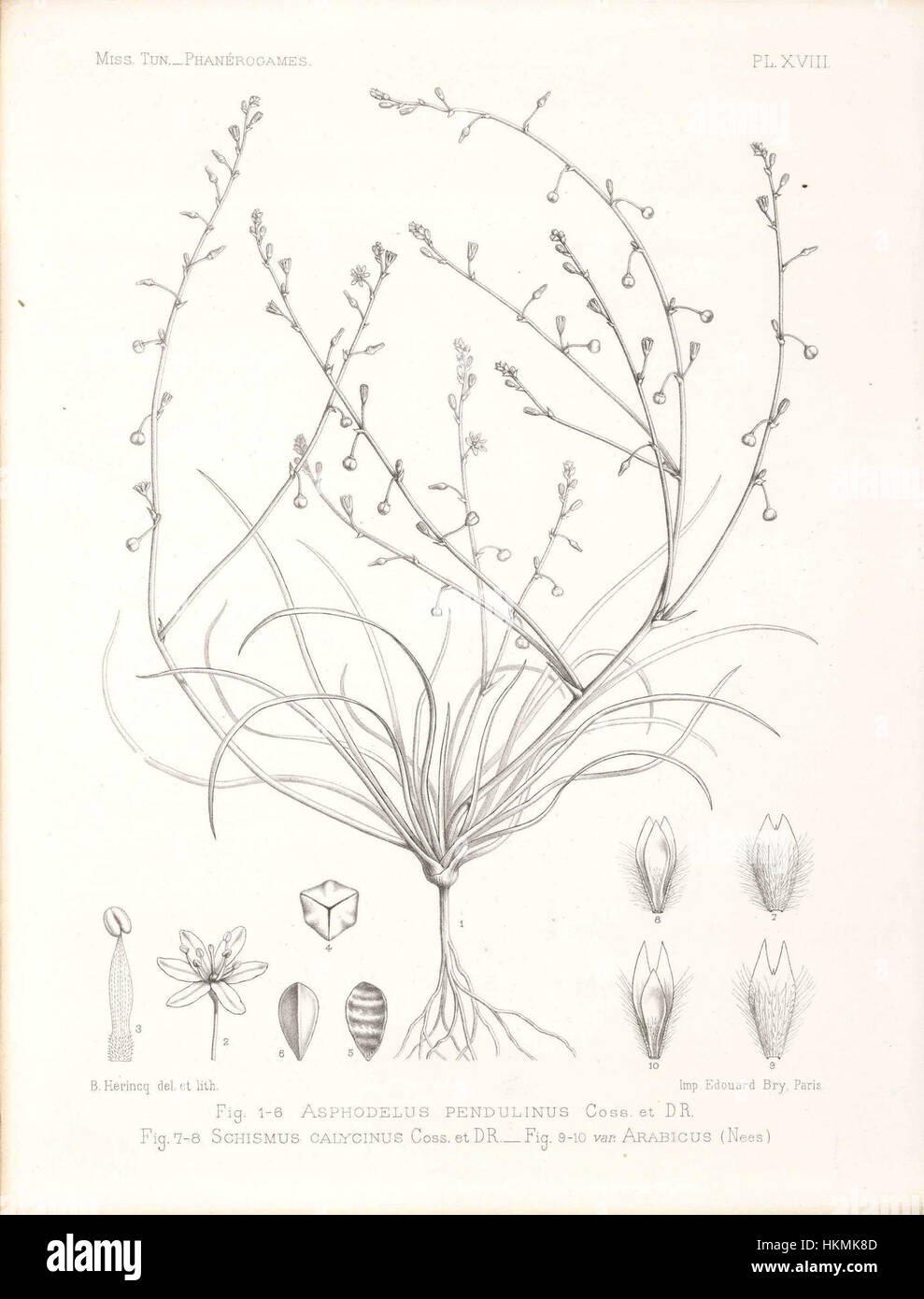 Eine botanische Illustration von Asphodelus refractus, einer Pflanzenart des Künstlers Boissier. Dieses Kunstwerk zeigt die empfindlichen Merkmale der Pflanze und ihre Rolle in der Naturgeschichte des 19. Jahrhunderts. Stockfoto