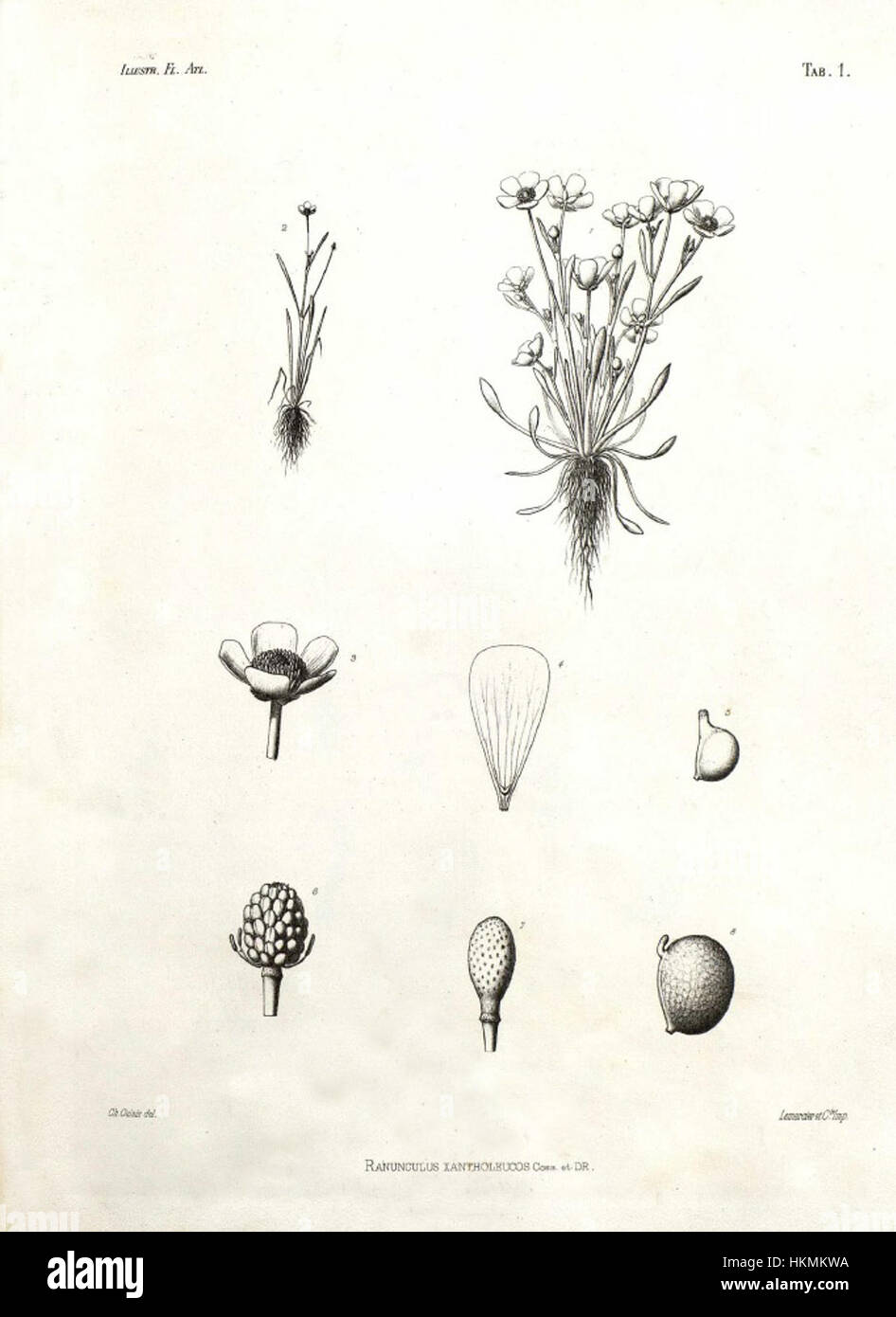 *Ranunculus xantholeucos*, illustriert zwischen 1882-1890 von Cosson, ist ein botanisches Exemplar, das für seine zarten gelben Blüten und seine historische Bedeutung in den europäischen Flora-Studien bekannt ist. Das Kunstwerk fängt die komplexen Merkmale der Pflanze ein, von ihren einzigartigen Blütenblättern bis zu ihren Wachstumsgewohnheiten. Stockfoto
