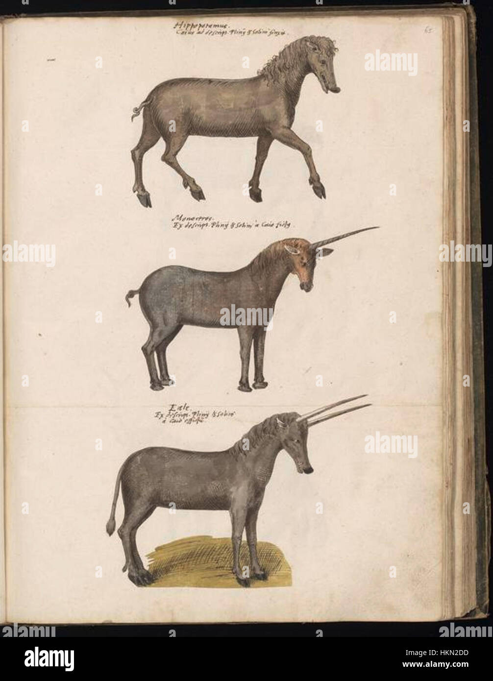 Felix Plates Sammlung von Tierzeichnungen zeigt detaillierte Darstellungen verschiedener Arten. Seine Werke gelten als wertvolle Beispiele der bildenden Kunst und bewahren eine historische Perspektive auf die Natur. Platters Sammlung ist Teil seiner umfangreichen Arbeiten auf dem Gebiet der zoologischen Illustration und wird von Kunstliebhabern immer noch bewundert. Stockfoto