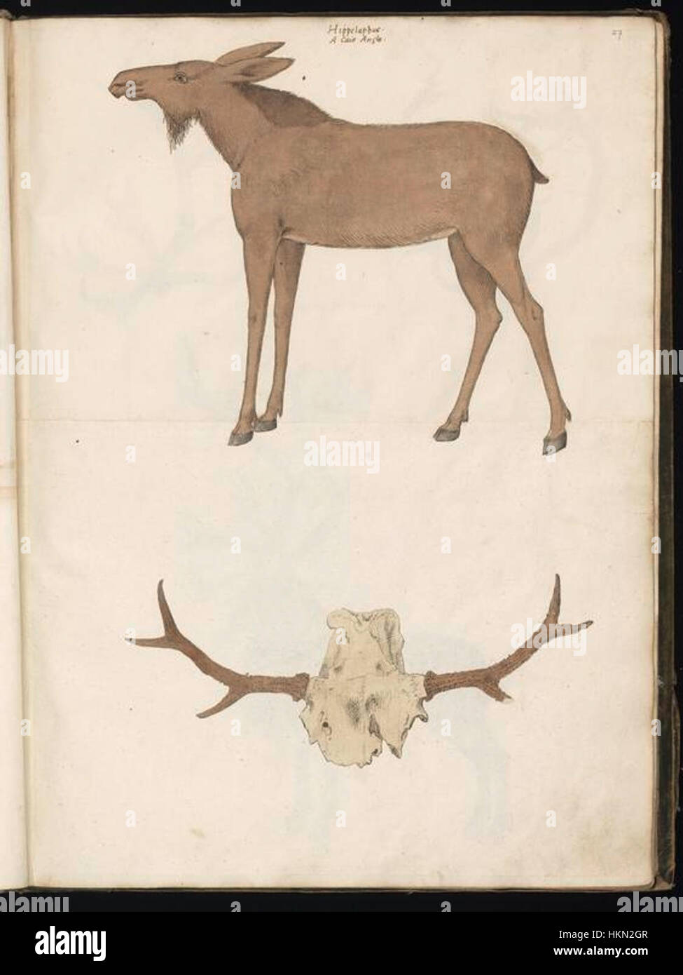 Eine von Felix Platte kuratierte Sammlung von Tierzeichnungen mit detaillierten Skizzen und Gemälden verschiedener Tiere, die die Beherrschung der zoologischen Illustration und der historischen Kunst des Künstlers zeigen. Stockfoto