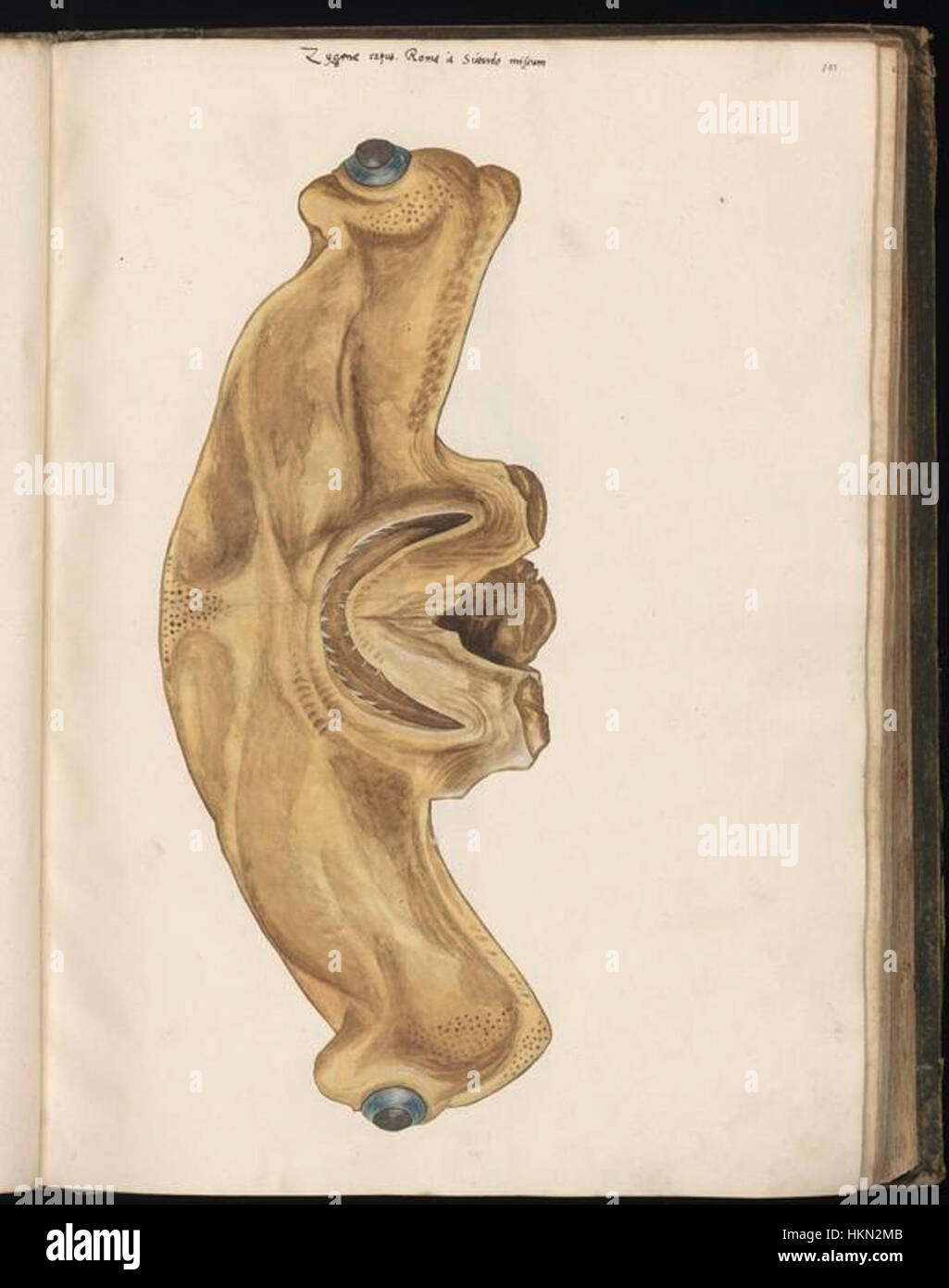 Felix Plates Tierzeichnungen sind für ihre Genauigkeit und Detailgenauigkeit bekannt. Diese Sammlung von 147 Skizzen stellt eine Vielzahl von Arten dar und trägt wesentlich zur frühen zoologischen Veranschaulichung und zum wissenschaftlichen Verständnis von Tieren bei. Stockfoto