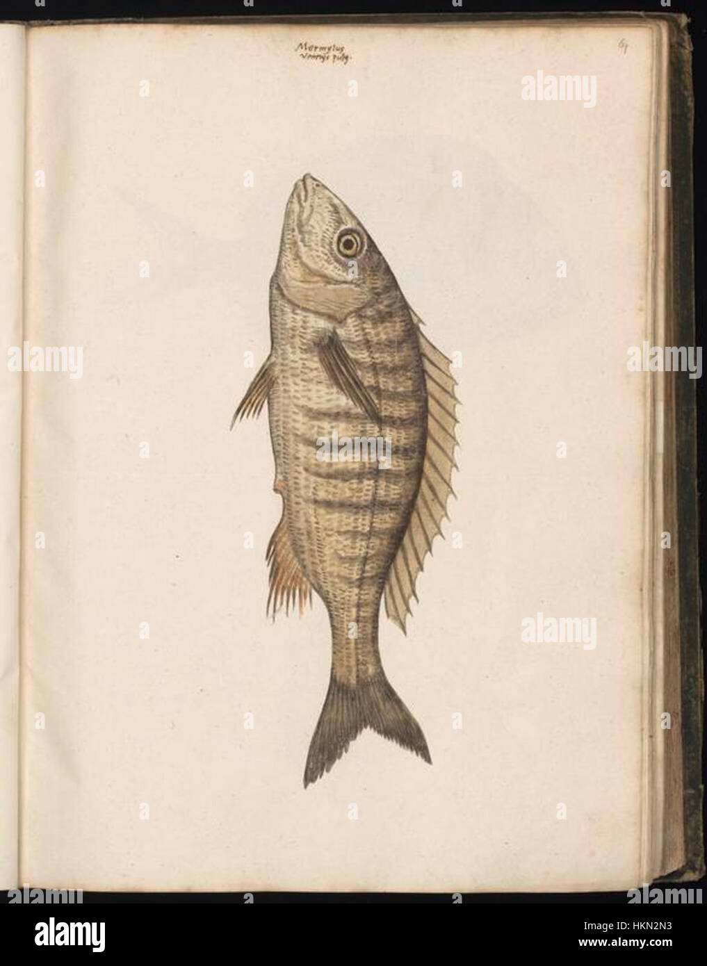 Diese Sammlung von Tierzeichnungen von Felix Platte zeigt die detaillierten Abbildungen verschiedener Arten und unterstreicht die Genauigkeit und künstlerische Fähigkeiten, die für die wissenschaftliche Beobachtung während dieser Zeit erforderlich sind. Stockfoto