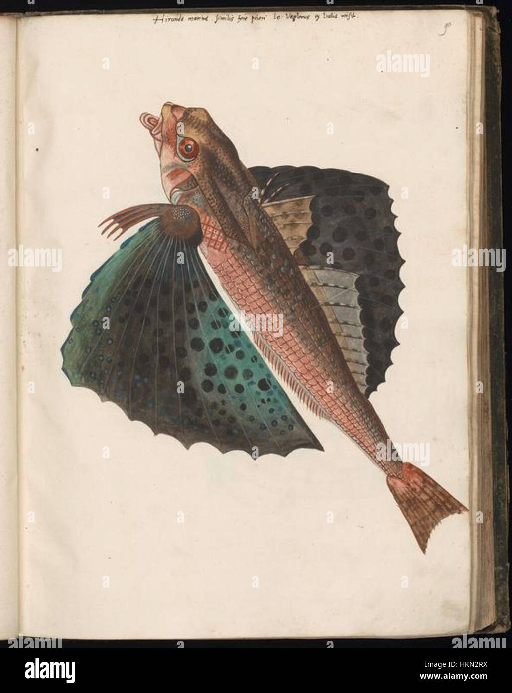 Diese Sammlung von Tierzeichnungen, zusammengestellt von Felix Platte, zeigt detaillierte Darstellungen verschiedener Arten. Die Arbeit hebt wissenschaftliche Genauigkeit und die Schönheit der Tiere in der Kunst hervor. Stockfoto