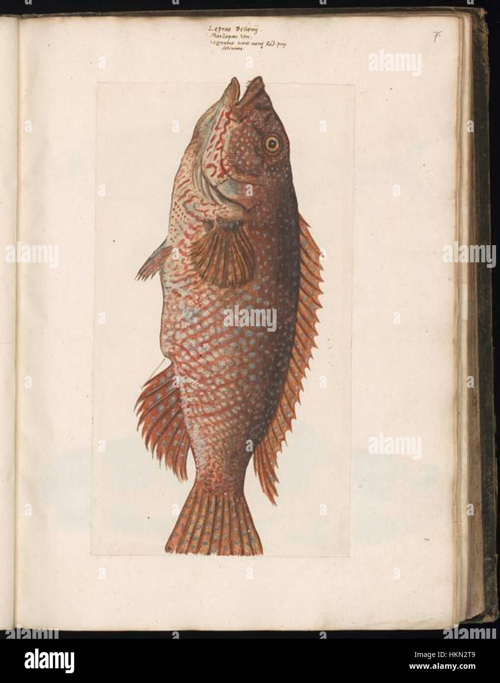 Die von Felix Platte gesammelten Tierzeichnungen zeigen Skizzen und Illustrationen von Tieren aus dem 16. Jahrhundert. Diese Werke sind Teil von Felix Plates Sammlung naturgeschichtlicher Studien und zeigen sein Interesse an zoologischer Illustration. Stockfoto