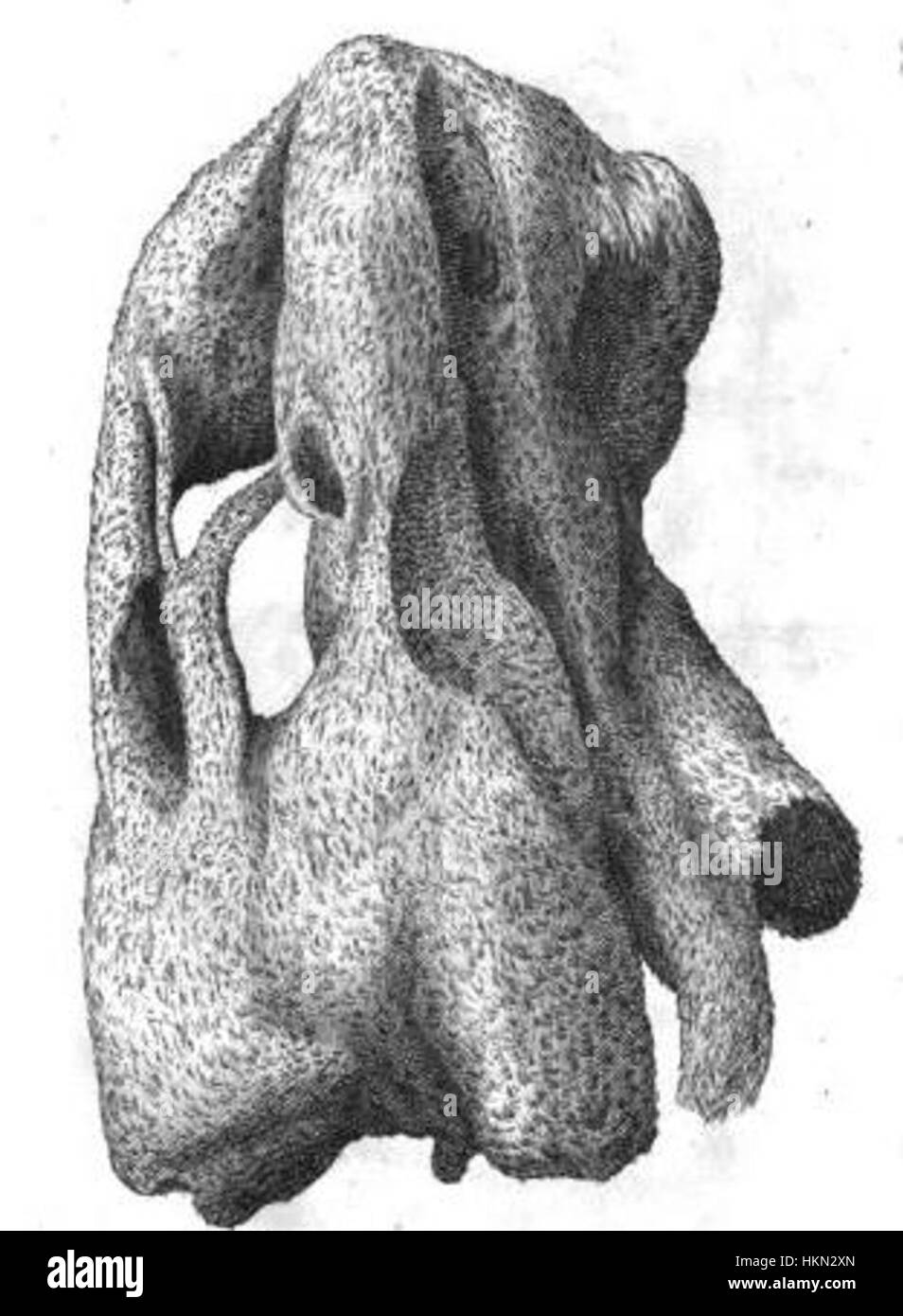 Dieses Bild stellt Seite 7 des Anhangs dar, eine detaillierte Studie oder ein Manuskript, die zusätzliche Informationen oder Korrekturen enthält. Sie ist Teil eines größeren Teils historischer oder akademischer Arbeiten, die häufig zu Forschungs- und Referenzzwecken verwendet werden. Stockfoto