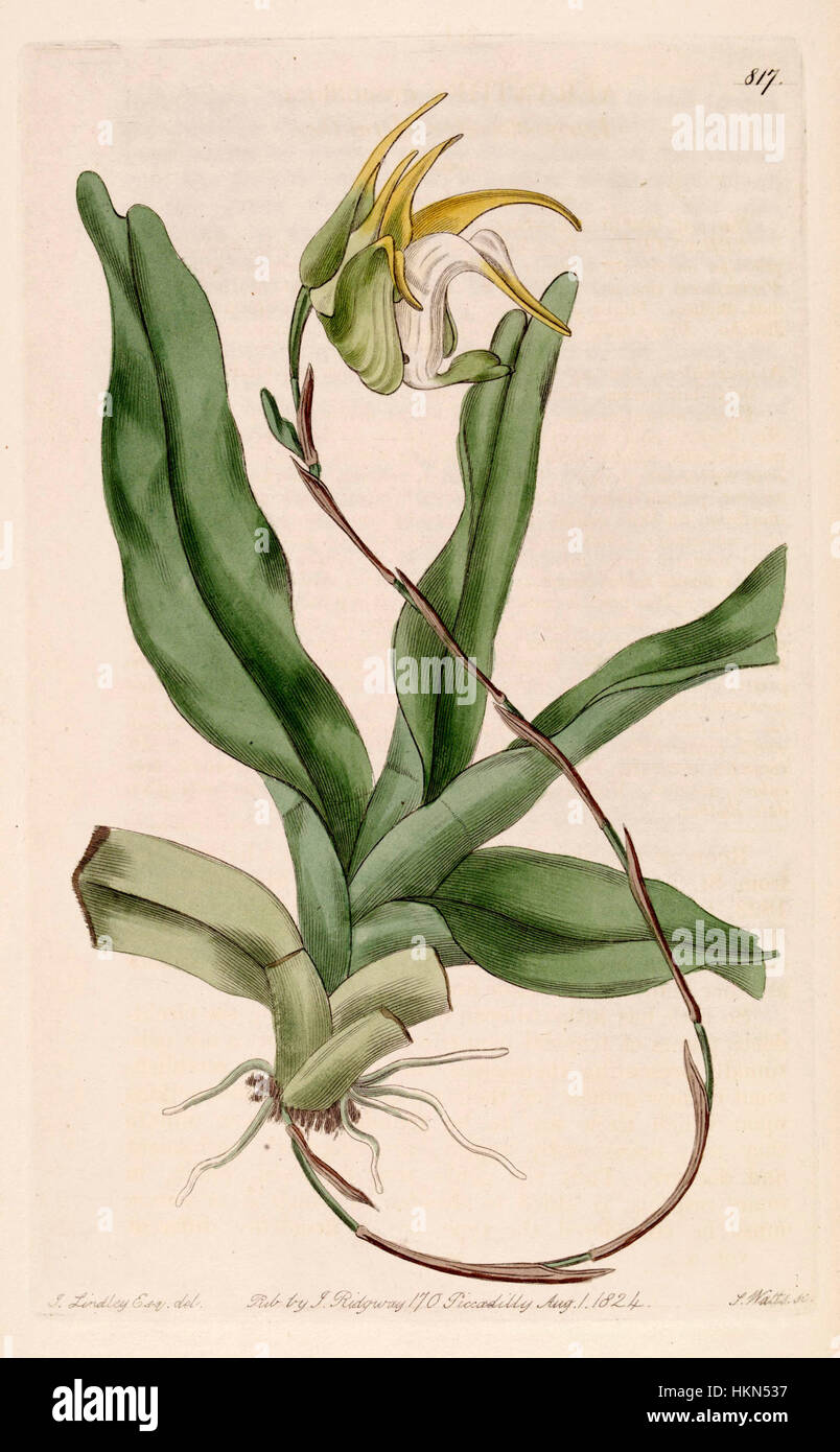 Die botanische Illustration „Aeranthes grandiflora“, die 1824 im Botanical Register veröffentlicht wurde, zeigt die eleganten Blüten und die unverwechselbare Form dieser Orchidee. Das Kunstwerk hebt die detaillierte Struktur und Schönheit der Pflanze hervor. Stockfoto