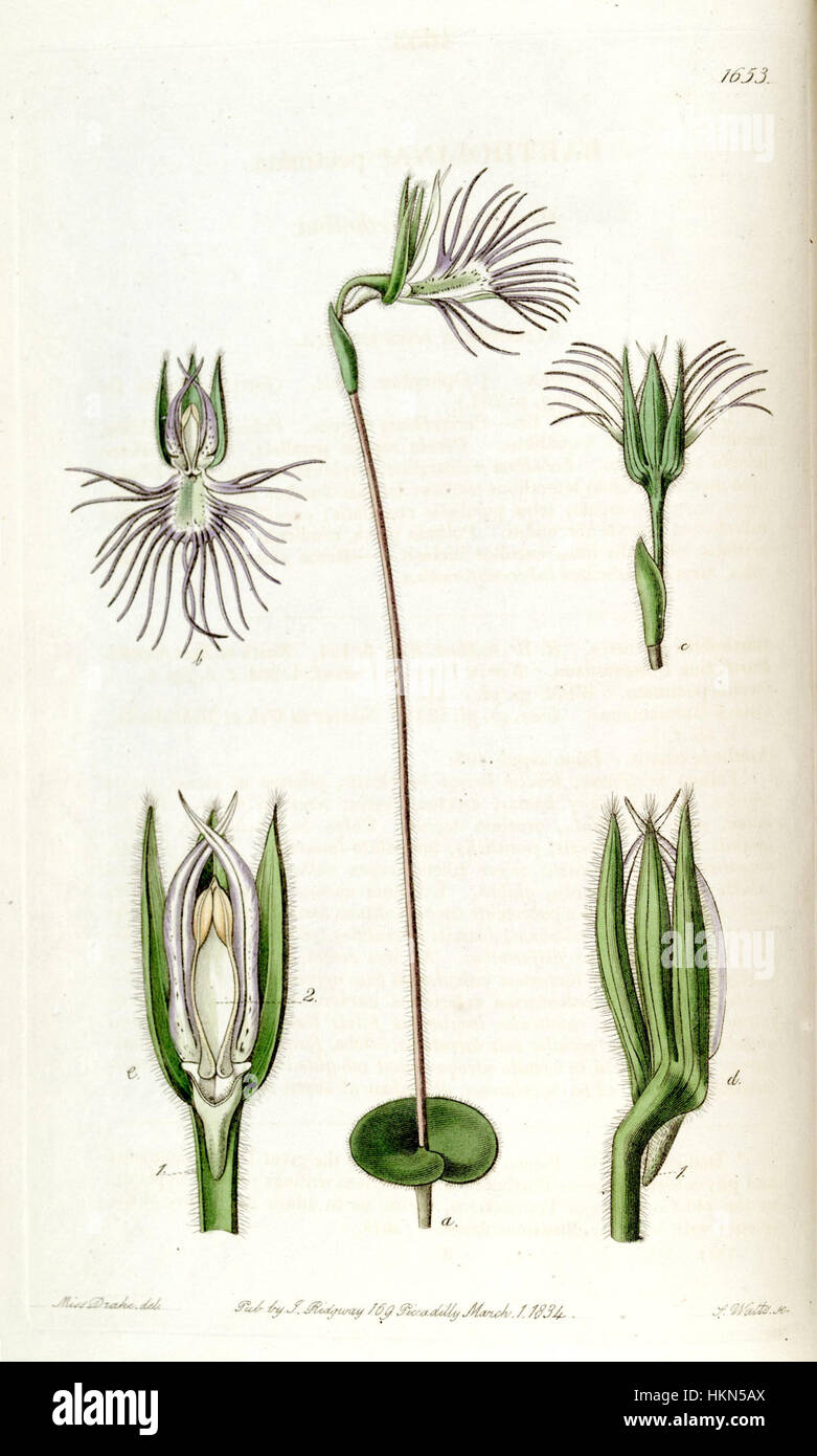 Diese Illustration von Bartholina burmanniana, früher bekannt als Bartholina pectinata, findet sich in Edwards Werk von 1835, Band 20, Platte 1653. Sie hebt die botanischen Merkmale der Art hervor und zeigt die detailreiche Kunst, die typisch für botanische Illustrationen aus dem 19. Jahrhundert ist. Stockfoto