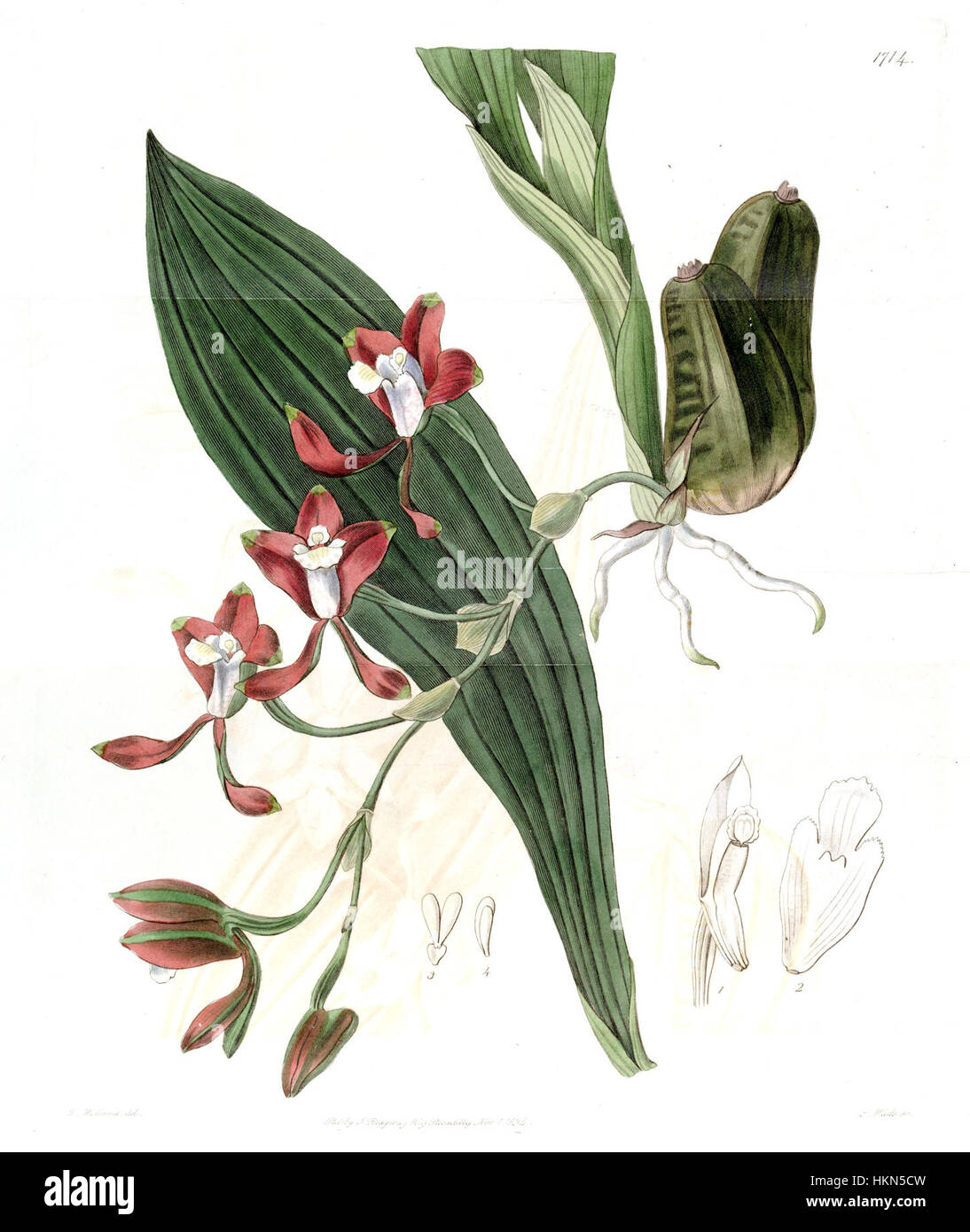 Diese botanische Illustration von Edwards zeigt die Art Batemannia colyi und zeigt ihre einzigartigen floralen Eigenschaften, wie sie in der Ausgabe von Edwards' botanischem Werk 1835 dokumentiert sind. Stockfoto
