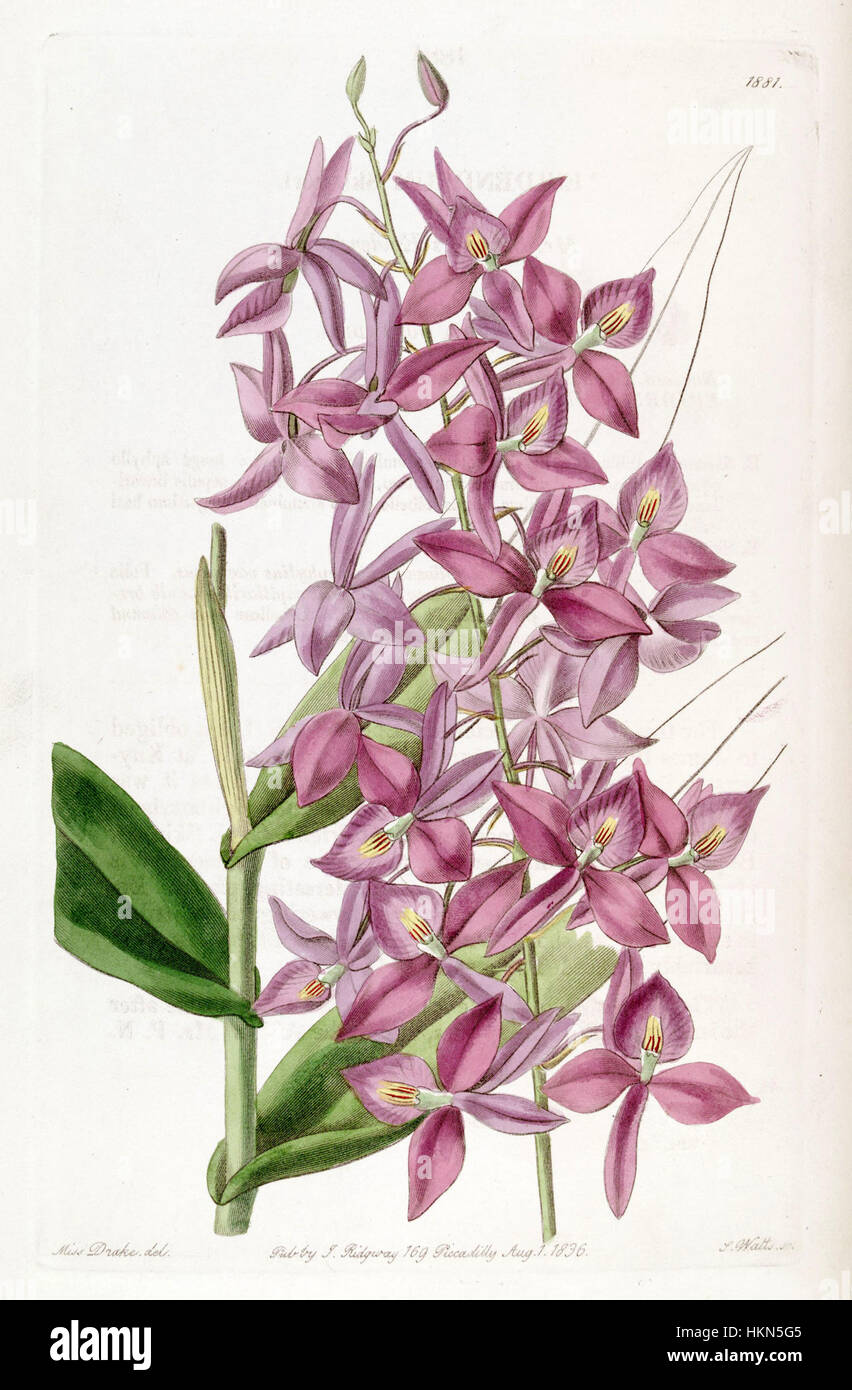 Eine botanische Illustration von Barkeria skinneri, früher Epidendrum skinneri, die 1836 in der Ausgabe von Edwards’ Botanical Register veröffentlicht wurde. Dieses Bild zeigt die zarte Schönheit und die komplizierten Details dieser Orchideenart. Stockfoto