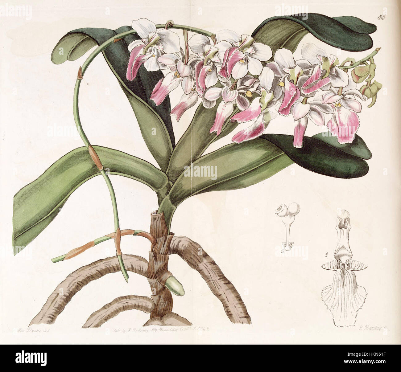 Diese Illustration von „Aerides crispa oder Aerides crispum“ aus Edwards Band 28 (1842) erfasst die botanischen Details einer Art innerhalb der Orchideenfamilie und zeigt die Präzision wissenschaftlicher botanischer Kunst. Stockfoto