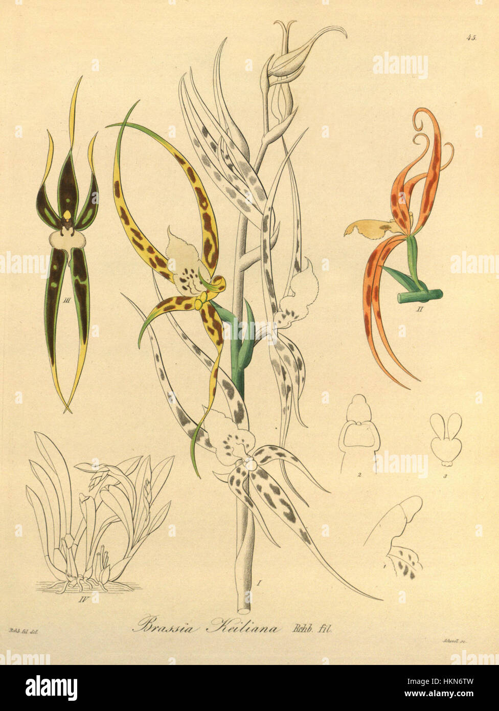 Diese botanische Illustration von Ada keiliana (ehemals Brassia keiliana) aus der 1858er Ausgabe von „Xenia“ von William Hooker zeigt die komplizierte Schönheit der Orchideenart. Die Zeichnung zeigt die detaillierte florale Struktur, die typisch für viktorianische botanische Kunst ist. Stockfoto