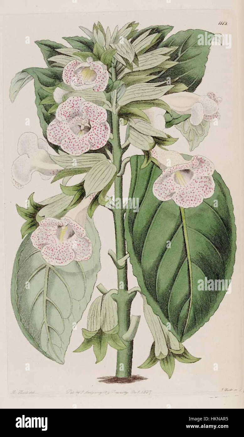 *Sinningia guttata* (Gloxinia) 1112, ist ein botanisches Gemälde eines unbekannten Künstlers, das die zarte Schönheit der Blumenart in lebendigen Farben und feinen Details einfängt, typisch für botanische Illustrationen aus dem 19. Jahrhundert. Stockfoto