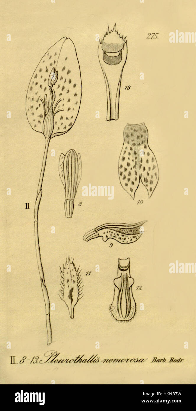 Acianthera Nemorosa (als Pleurothallis Nemorosa) - Schnitt von Xenia 3 pl 275, Abb. II Stockfoto