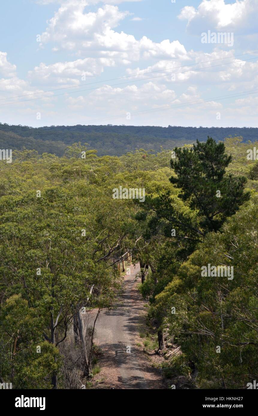 Straße durch den australischen Busch Stockfoto