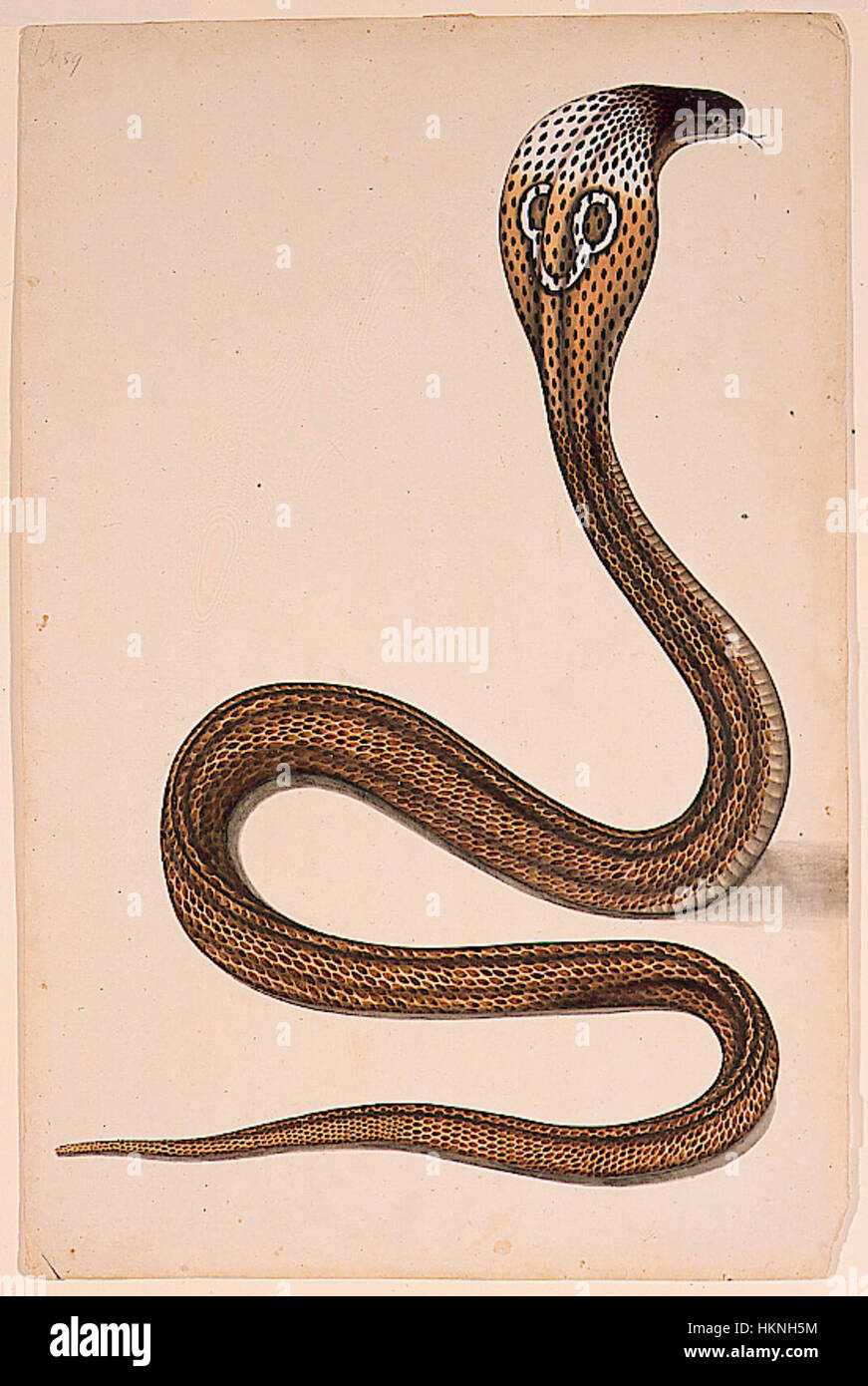 Dieses Foto zeigt eine Kobra (Naja tripudians) mit ausgebreiteter Kapuze. Das Bild zeigt die defensive Darstellung der Schlange, die häufig in verschiedenen Teilen Asiens, insbesondere in Indien, zu sehen ist. Stockfoto