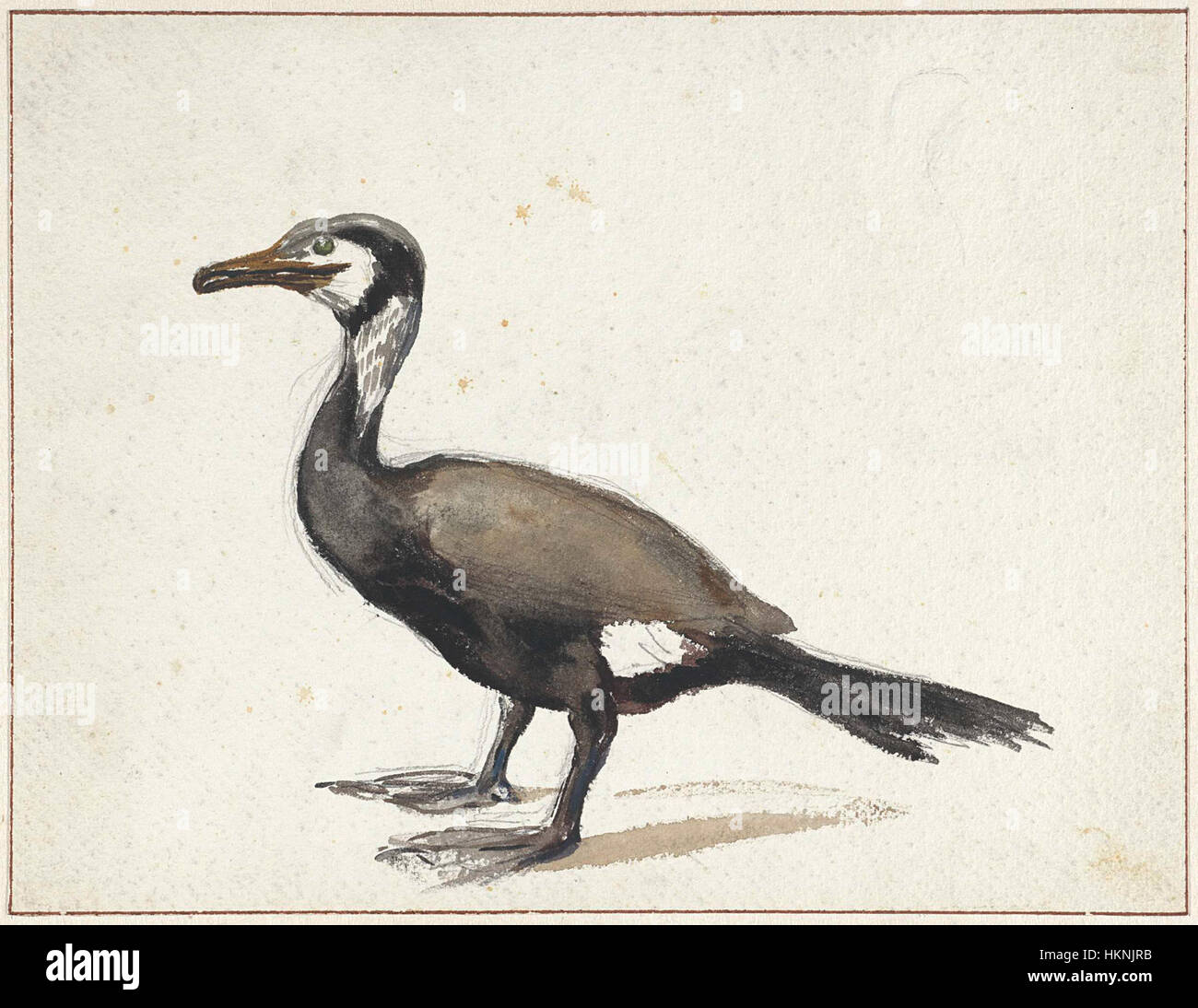 Aalscholver ist ein historisches Gemälde oder Kunstwerk, das eine Vogelart darstellt, die oft in künstlerischer Hinsicht als Teil der niederländischen Kunst oder naturalistischen Darstellungen bezeichnet wird. Das Stück zeigt feine Details und künstlerischen Stil aus der Zeit. Stockfoto