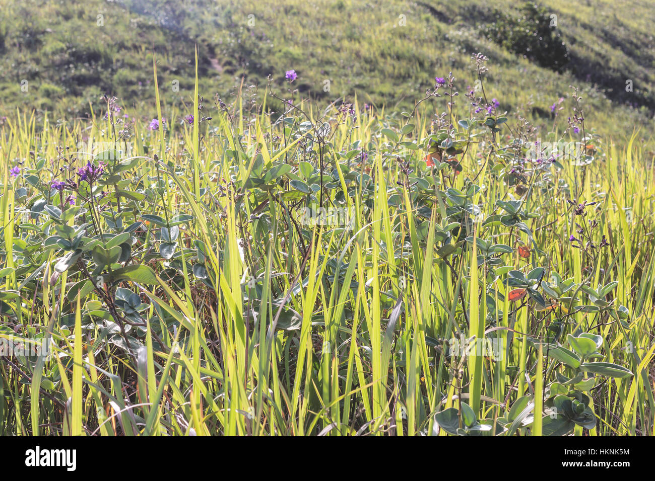 Ilhabela, Brasilien, Grass und lila Blumen auf hellem Sonnenlicht Stockfoto