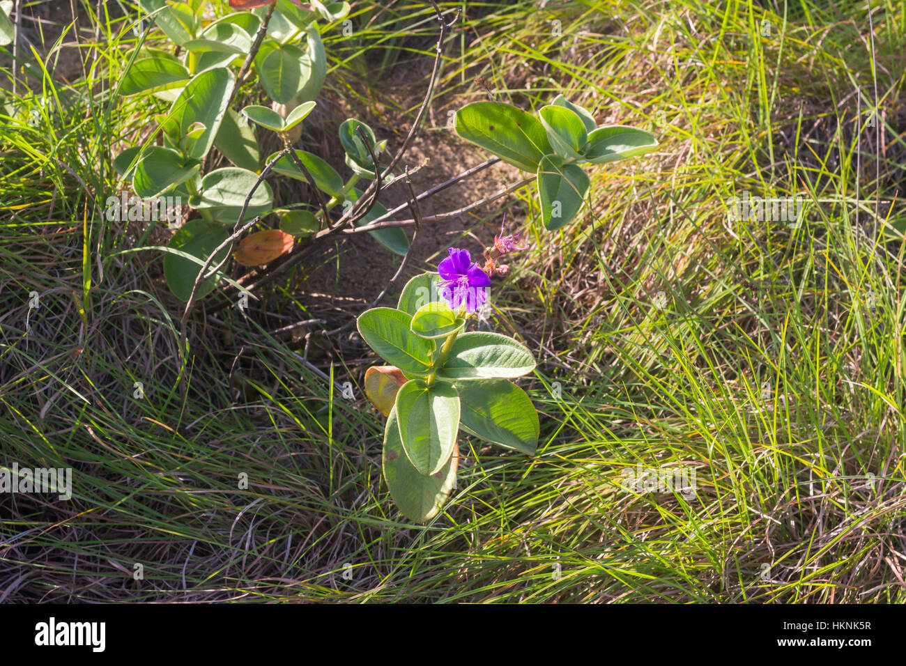 Ilhabela, Brasilien, lila Blume Gras unter strahlender Sonnenlicht Stockfoto