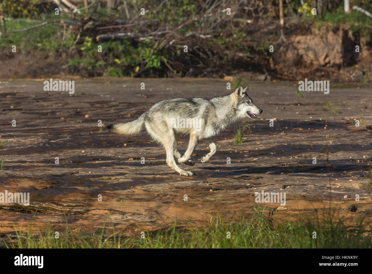 Grauer wolf Stockfoto