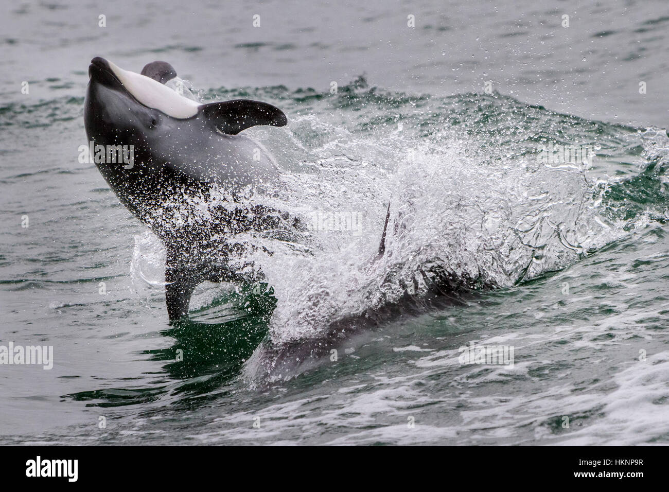Pacific White doppelseitige Delphin springen, Back flip in Broughton Archipelago Marine Park, Britisch-Kolumbien, Kanada. Stockfoto
