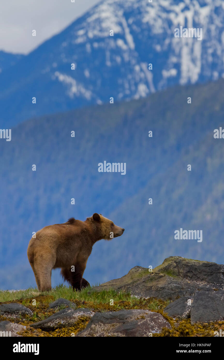 Grizzly Bären in vorderen Bergen im Knight Inlet, British Columbia, Kanada Stockfoto