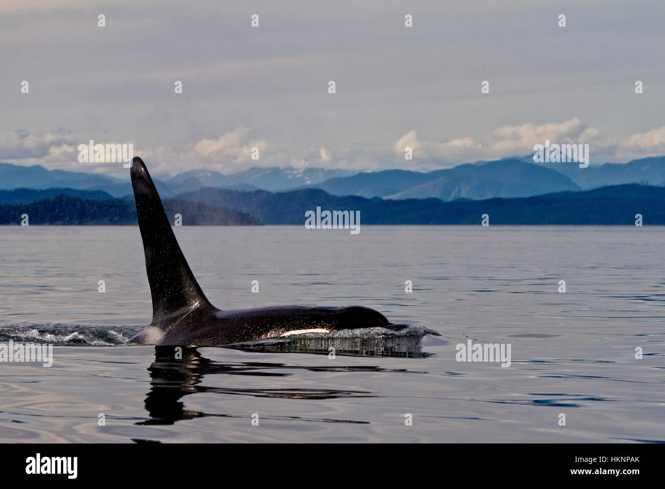 Männliche nördlichen resident Killerwal in Queen Charlotte Sound, British Columbia, Kanada Stockfoto