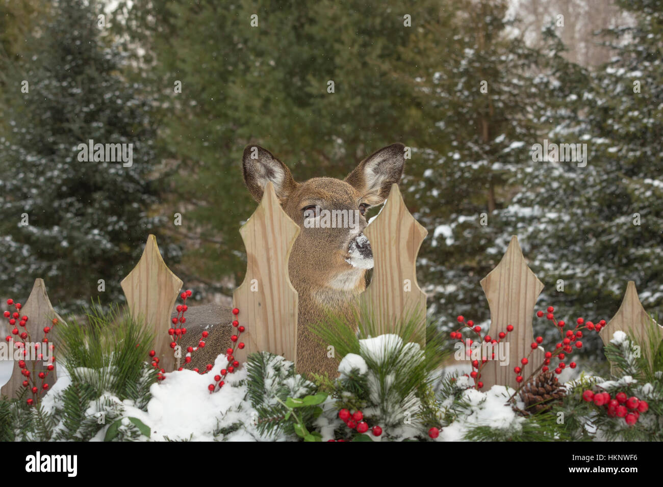 Weiß - angebundene Rotwild spähte durch die Schlitze der festlichen Zaun. Stockfoto