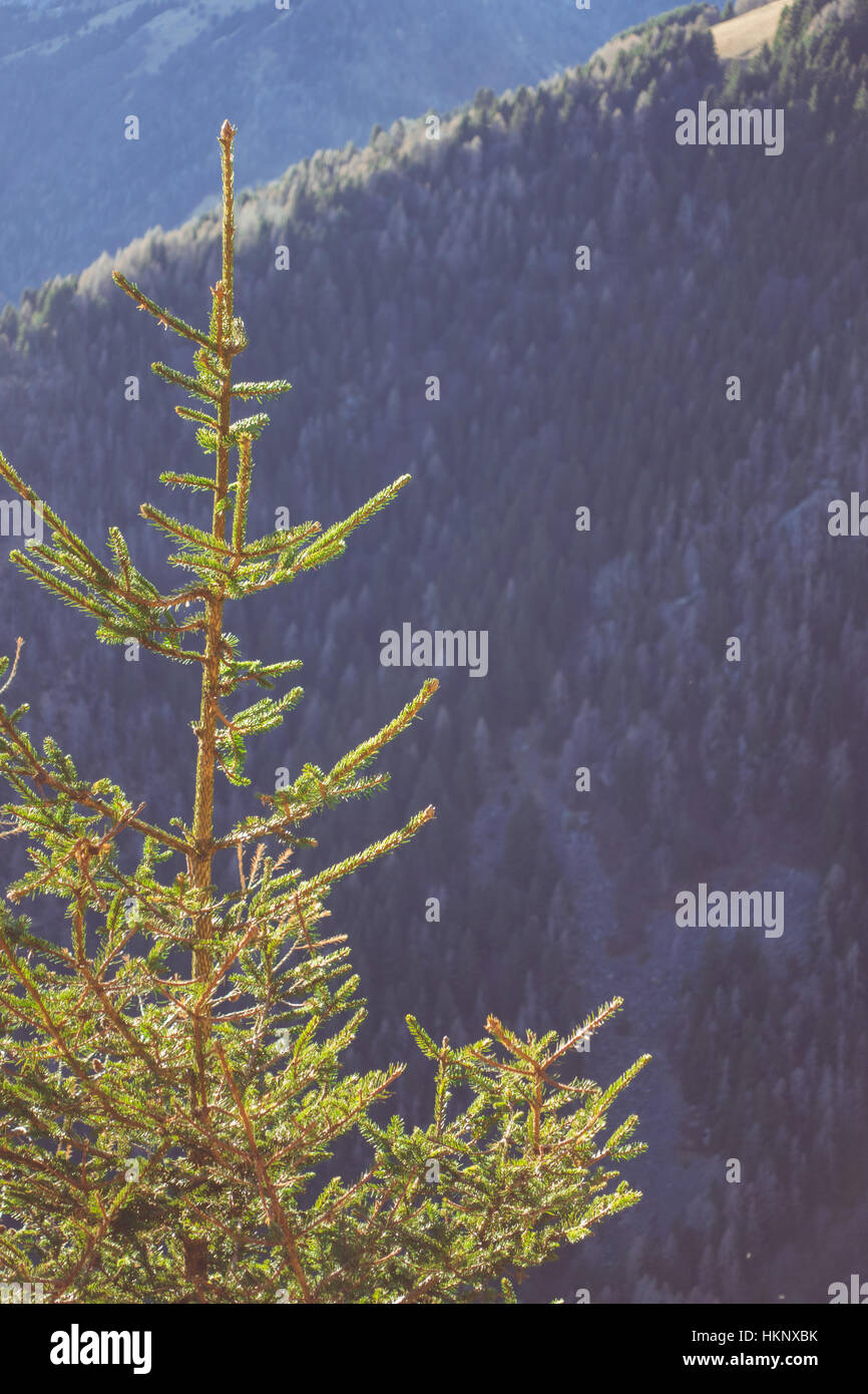 Oben auf einer Kiefer im Sonnenlicht mit Bergwald im Hintergrund Stockfoto