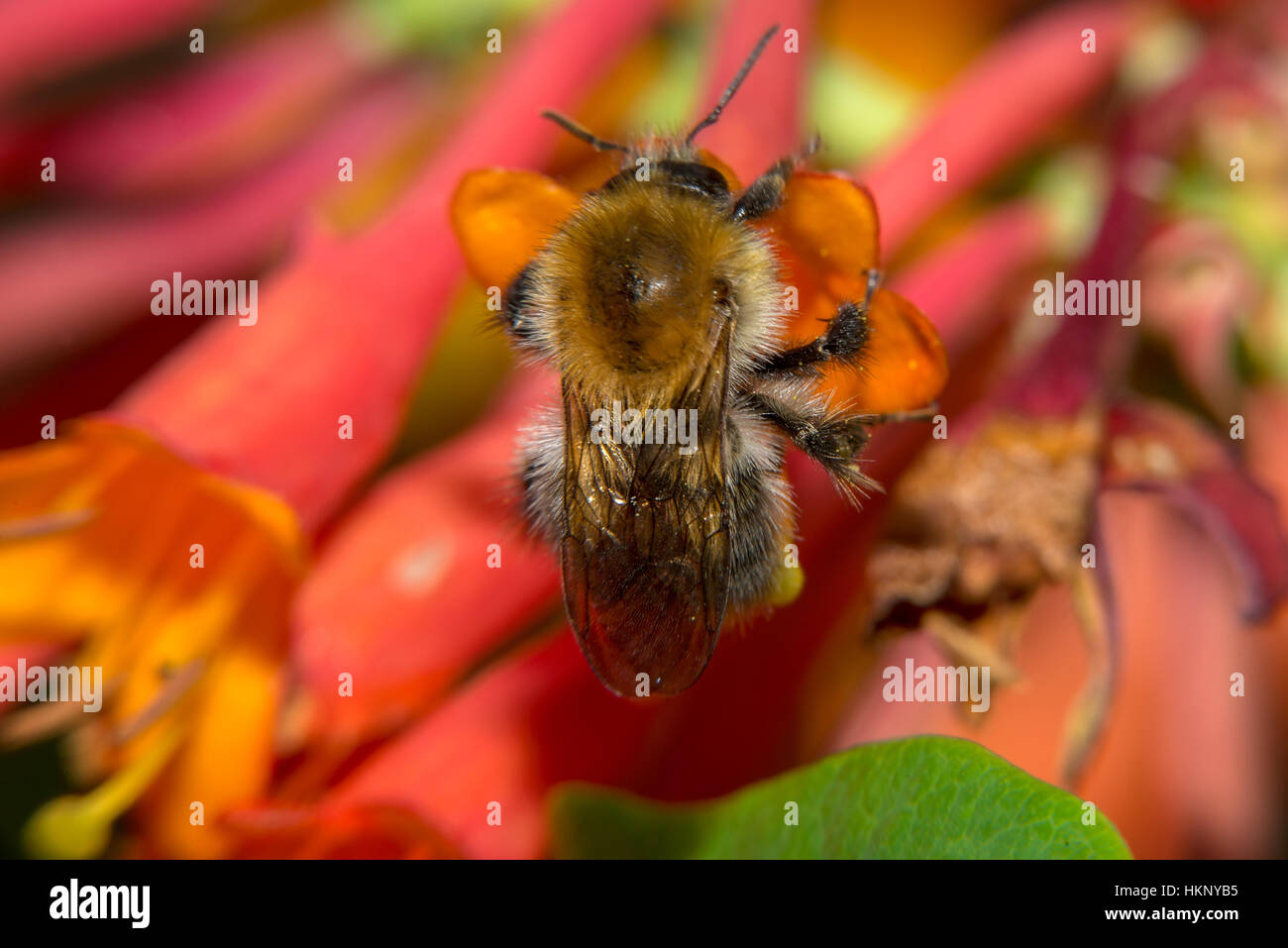 Bumblebee sammelt Nektar aus den Blüten Geißblatt Brown Stockfoto